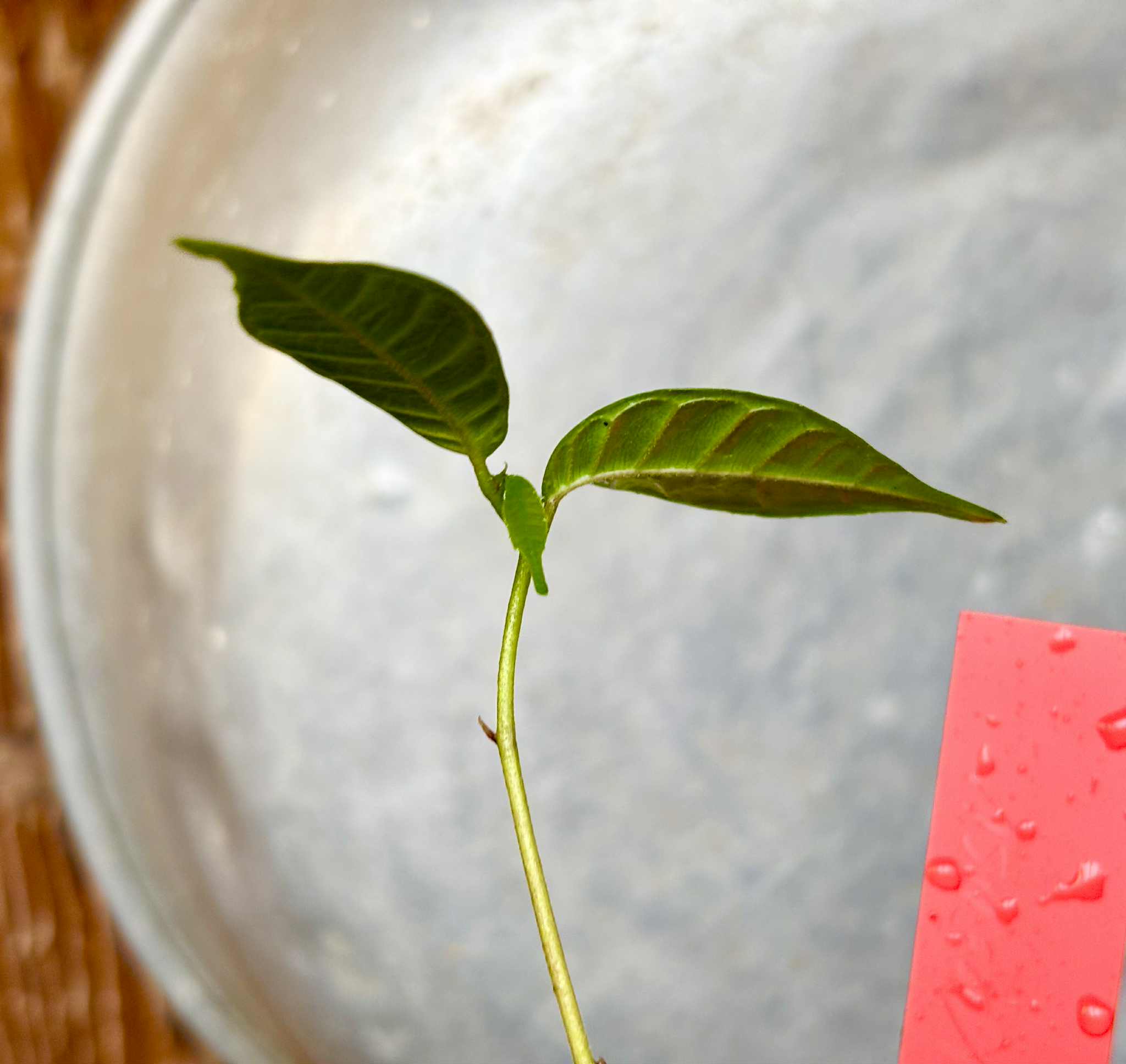 Kesusu (Prainea limpato) - 1 potted seedling / 1 getopfter Sämling