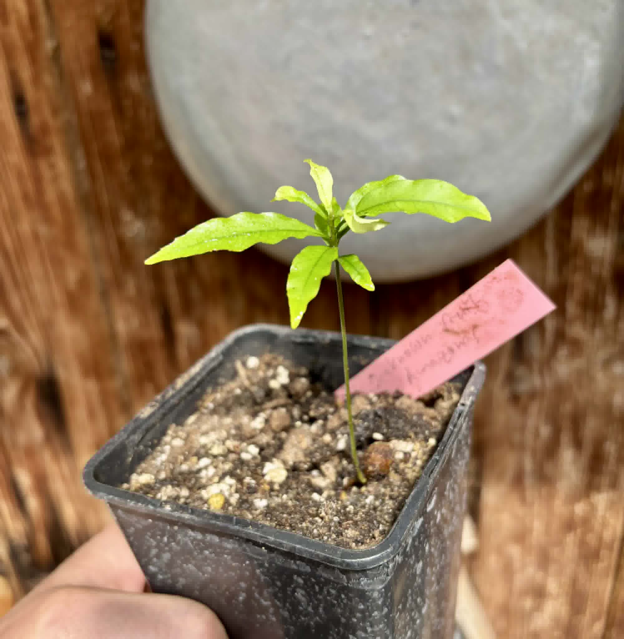 Unknown fruit from Amazonas Rondonia Brasil - 1 potted seedling / 1 getopfter Sämling