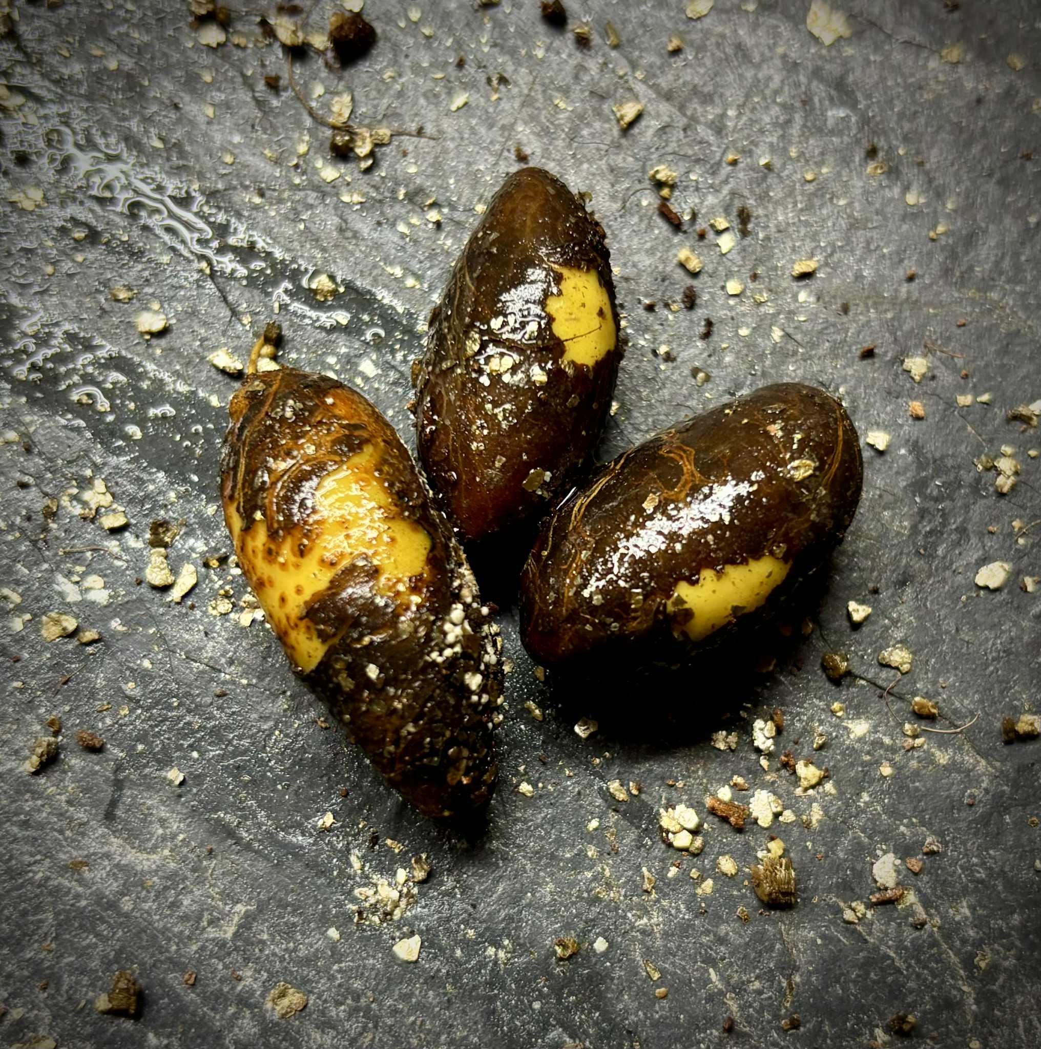 Garcinia dulcis - Mundu  - 1 fresh seed / 1 frischer Samen