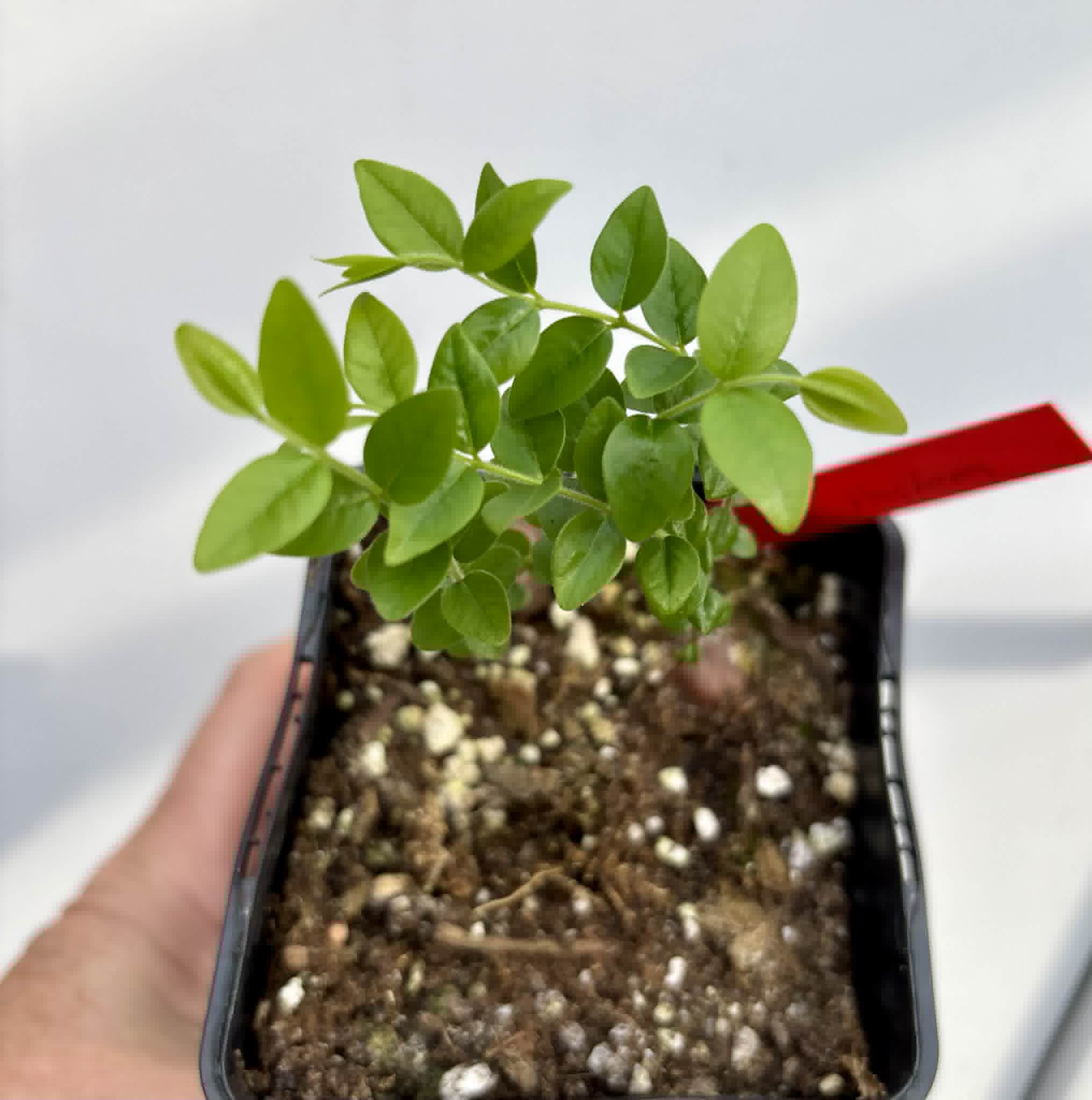 2 in 1 pot - Myrciaria sp Pastora - 2 seedlings in one pot / 2 Sämlinge in einem Topf