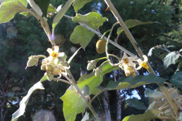 Juá-Juba-Açú (Solanum leucocarpon) - 1 fresh seed / 1 frischer Samen