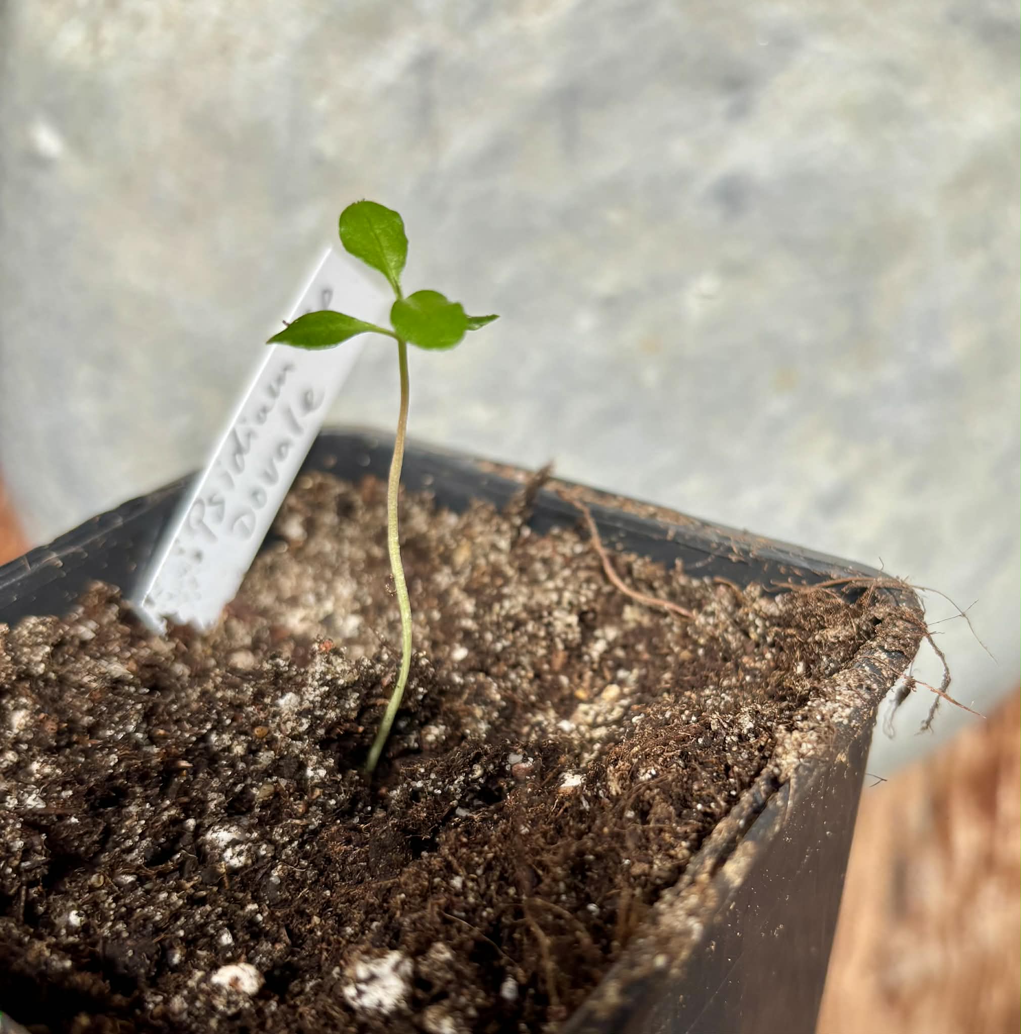 Psidium sp Dovale - 1 potted seedling / 1 getopfter Sämling