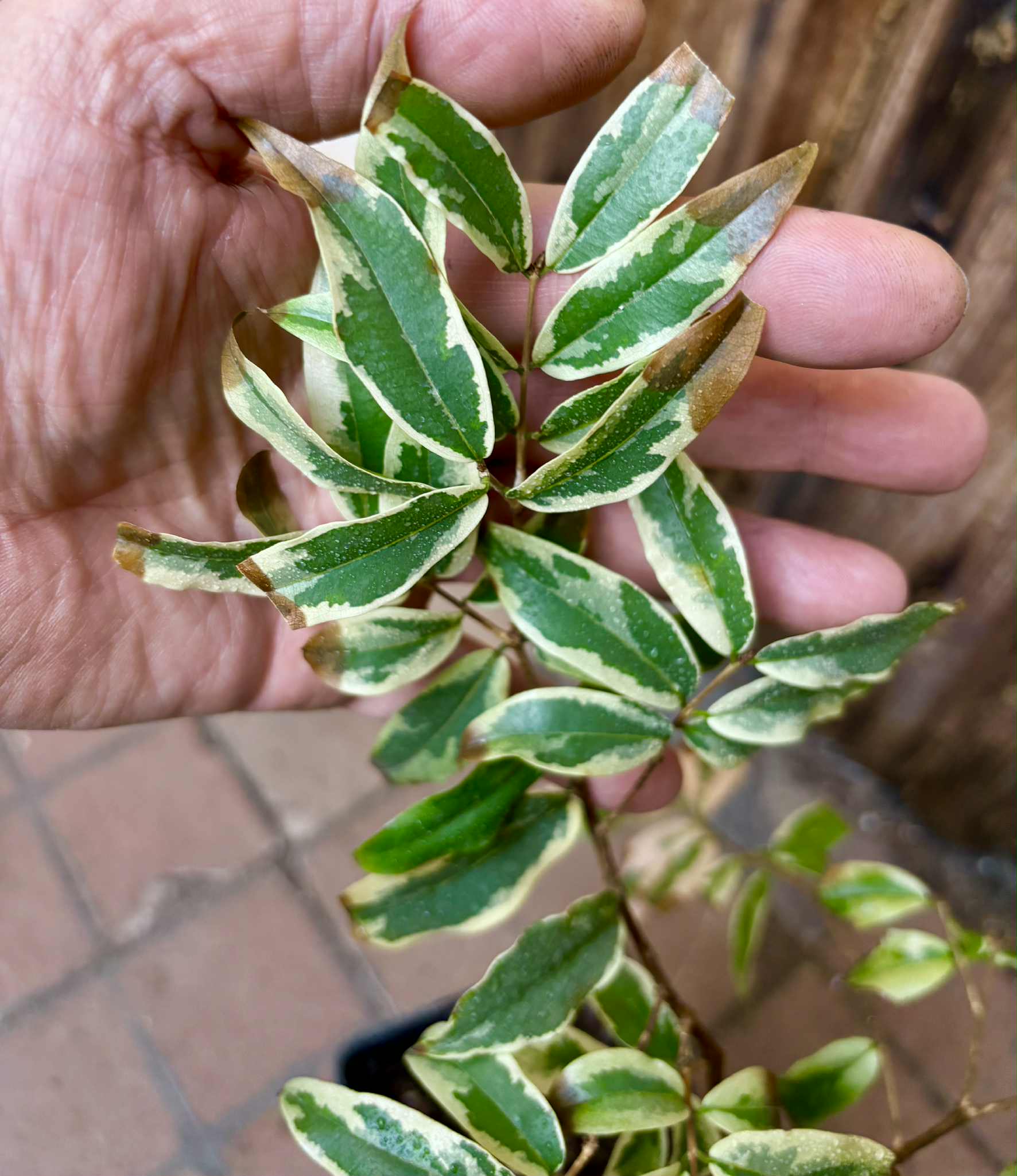 variegated Jaboticaba "Paulista" grafted -   1 potted plant / 1 getopfte Pflanze
