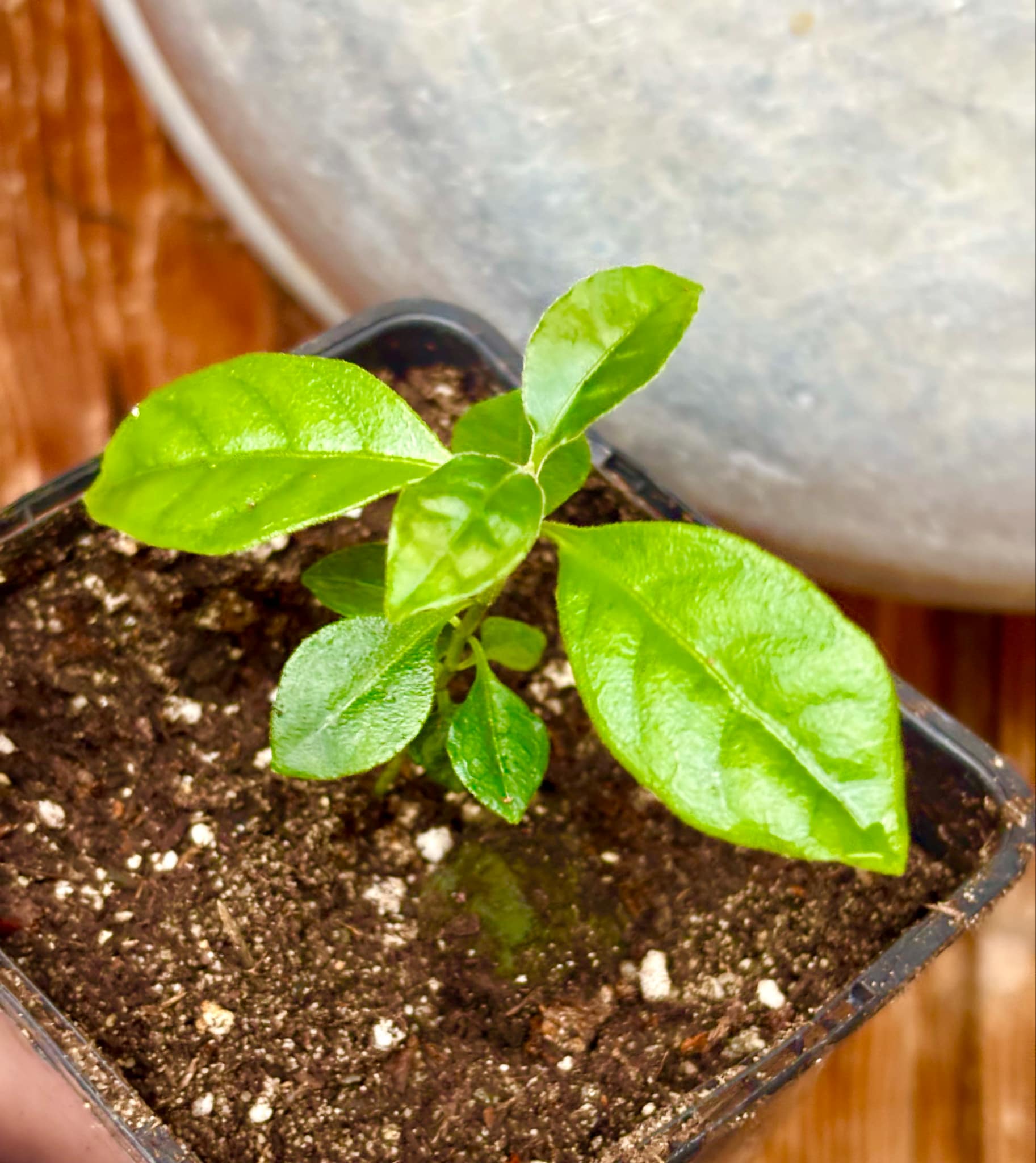 Psidium sp Cassio - 1 small potted seedling / 1 kleiner, getopfter Sämling Psidium sp Cassio - 1 small potted seedling / 1 kleiner, getopfter Sämling