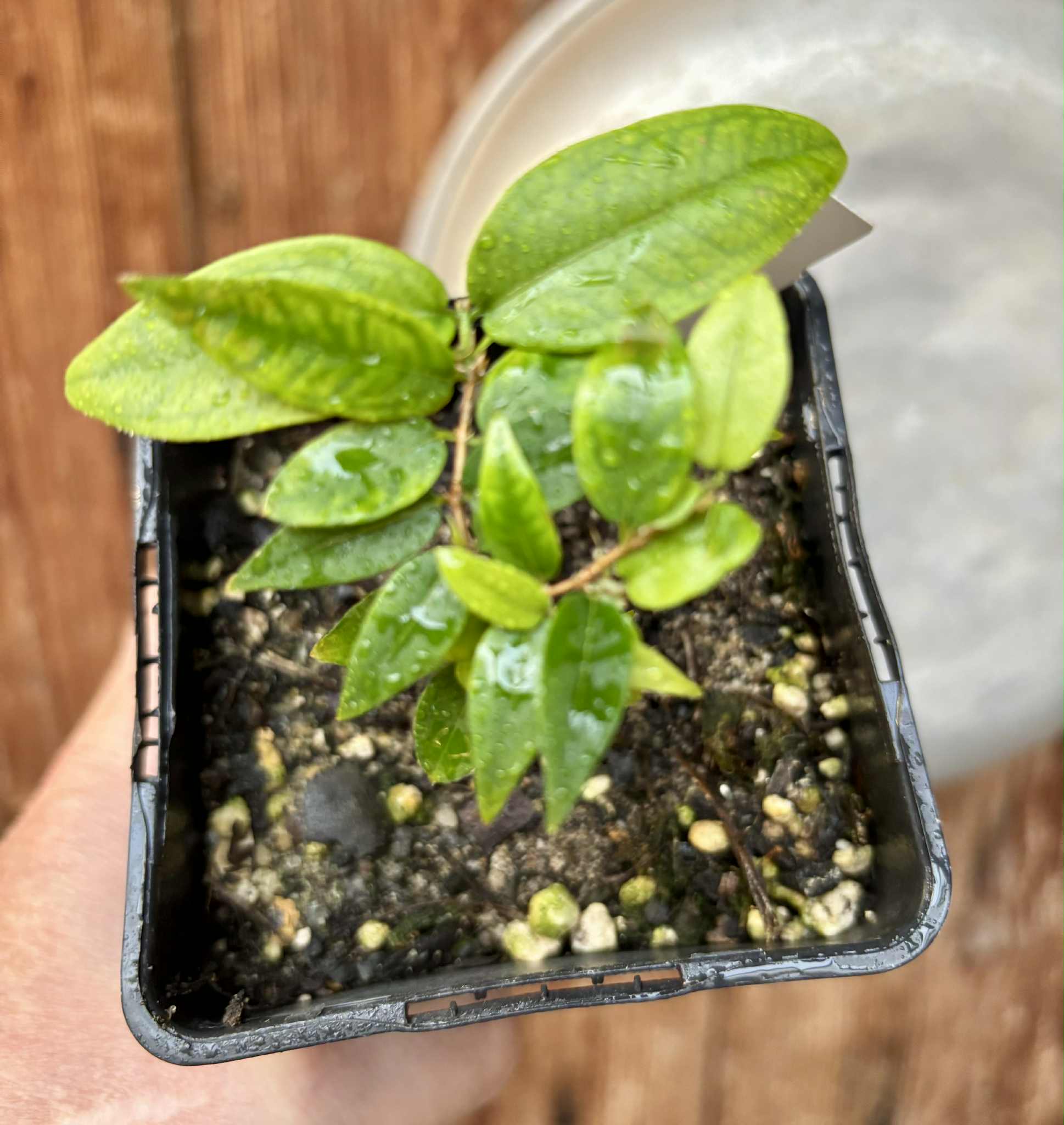 Jaboticaba - Plinia sp Pingo de Mel (Vilela A3) -  1 potted seedling / 1  getopfter Sämling