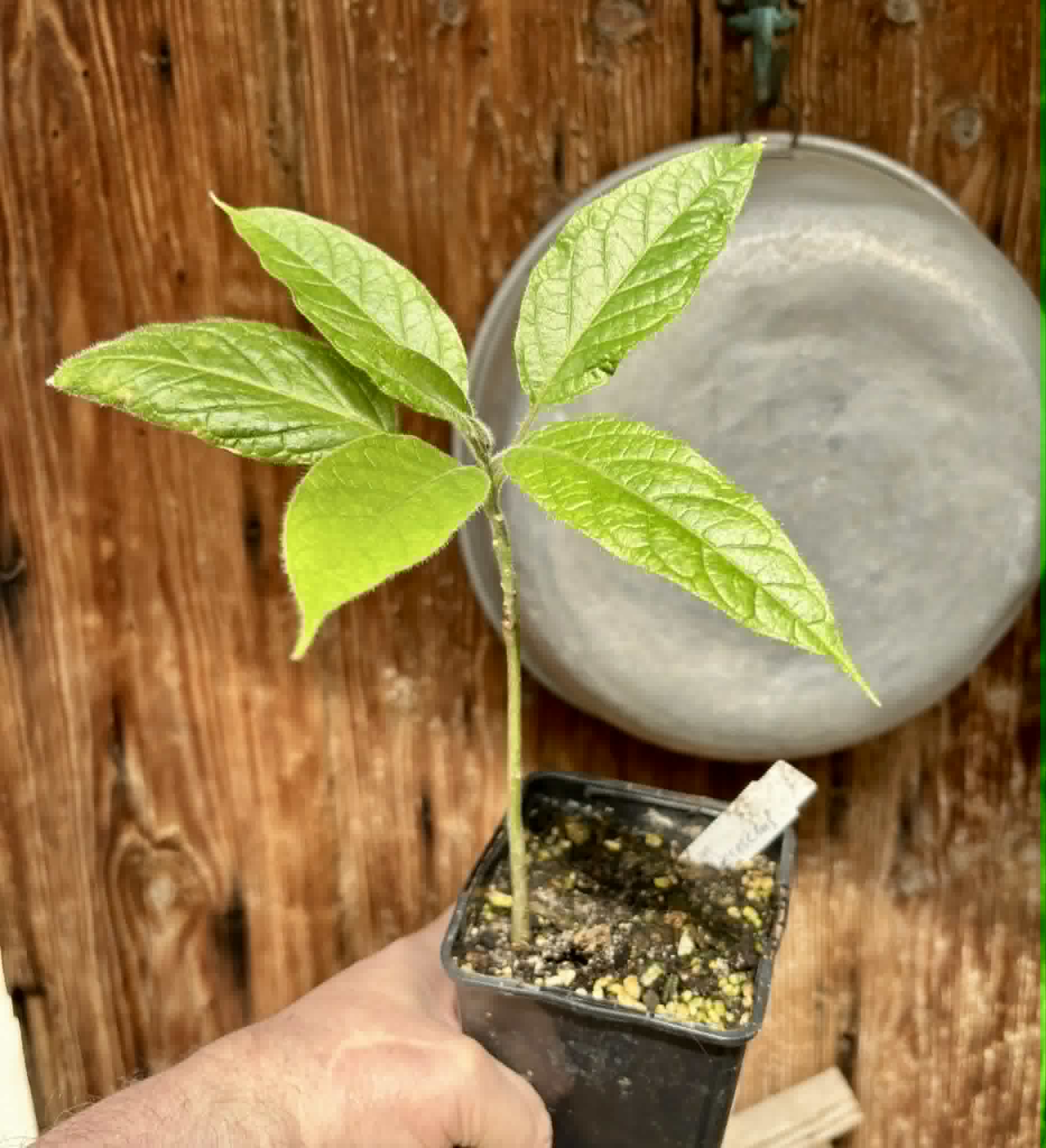 Solanum luridifuscescens - Tomatao Verde Piloso - 1 potted seedling / 1 getopfter Sämling