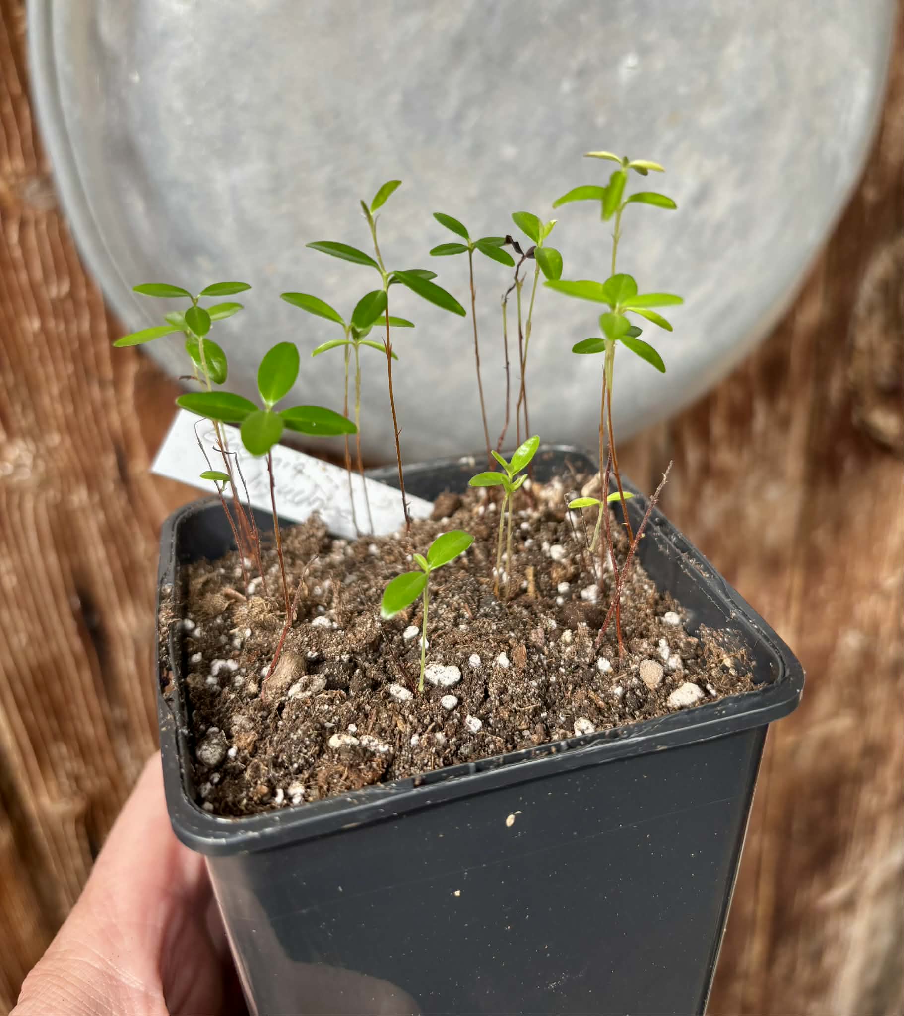 12 in 1 pot - Eugenia ligustrina - 12 seedlings in one pot / 12 Sämlinge in einem Topf
