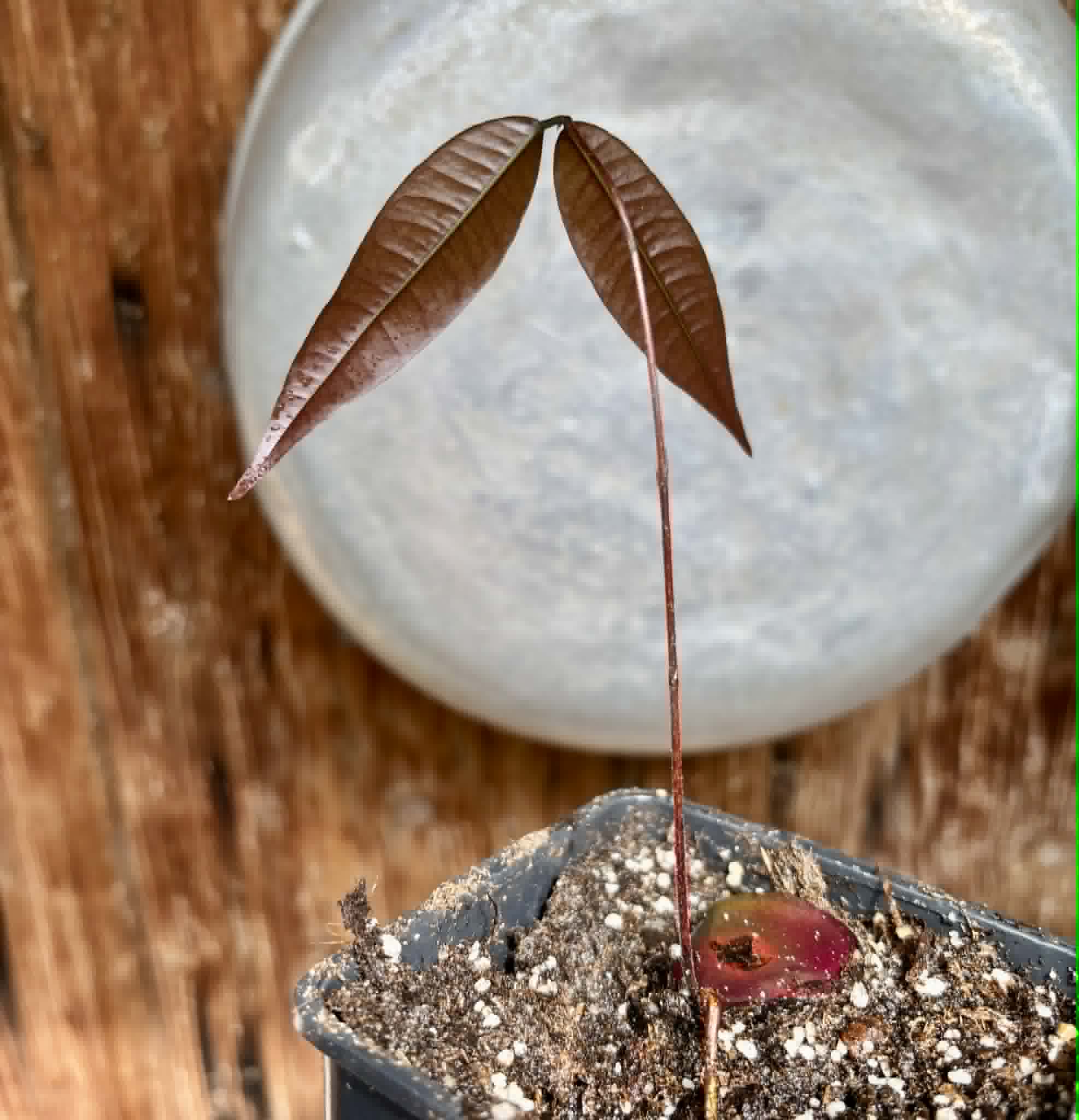 Plinia sp Cambuca vermelha -  1 potted seedling / 1 getopfter Sämling