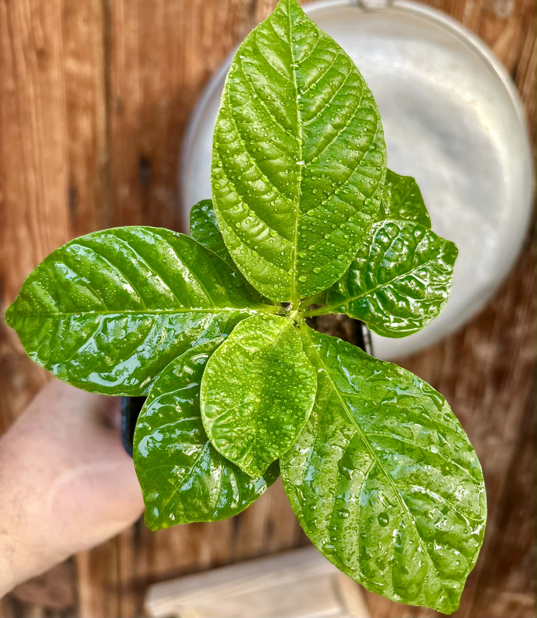Passiflora quadrangularis - 1 potted seedling / 1 getopfter Sämling