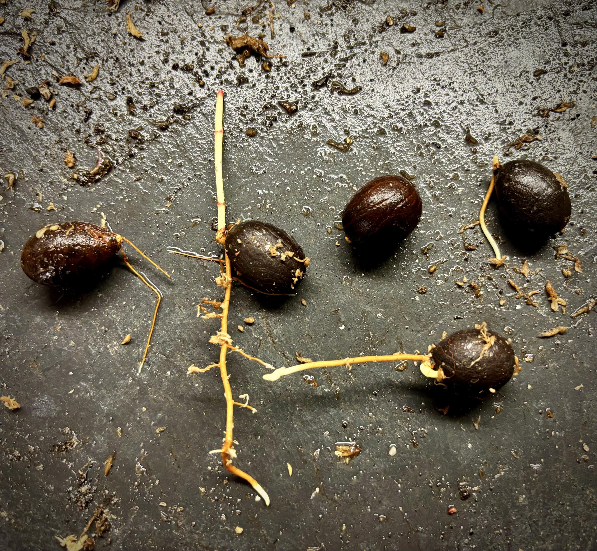 Cherapú Brasileiro  - Garcinia sp. -   1 germinated seed / 1 gekeimter Samen