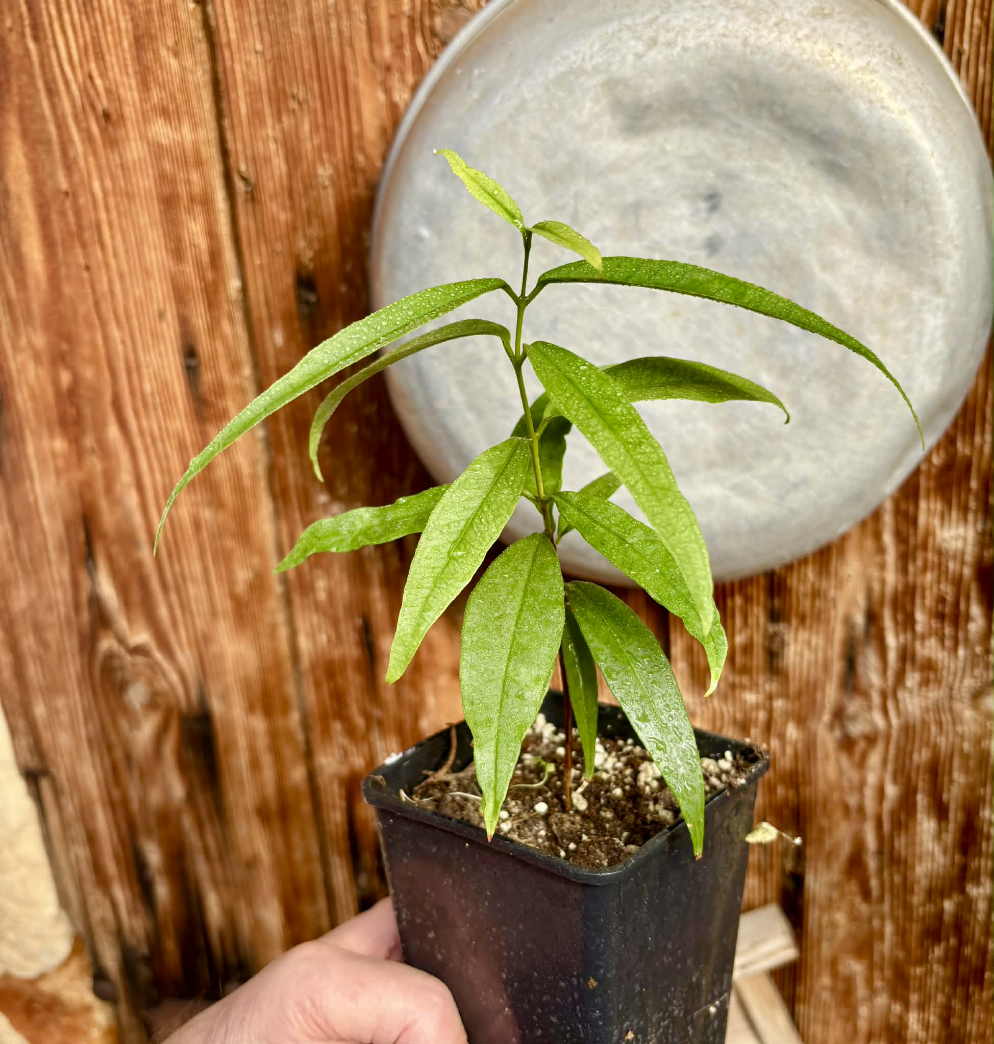 Eugenia bahiensis var. Sementes pintada  - 1 potted plant / 1 getopfte Pflanze