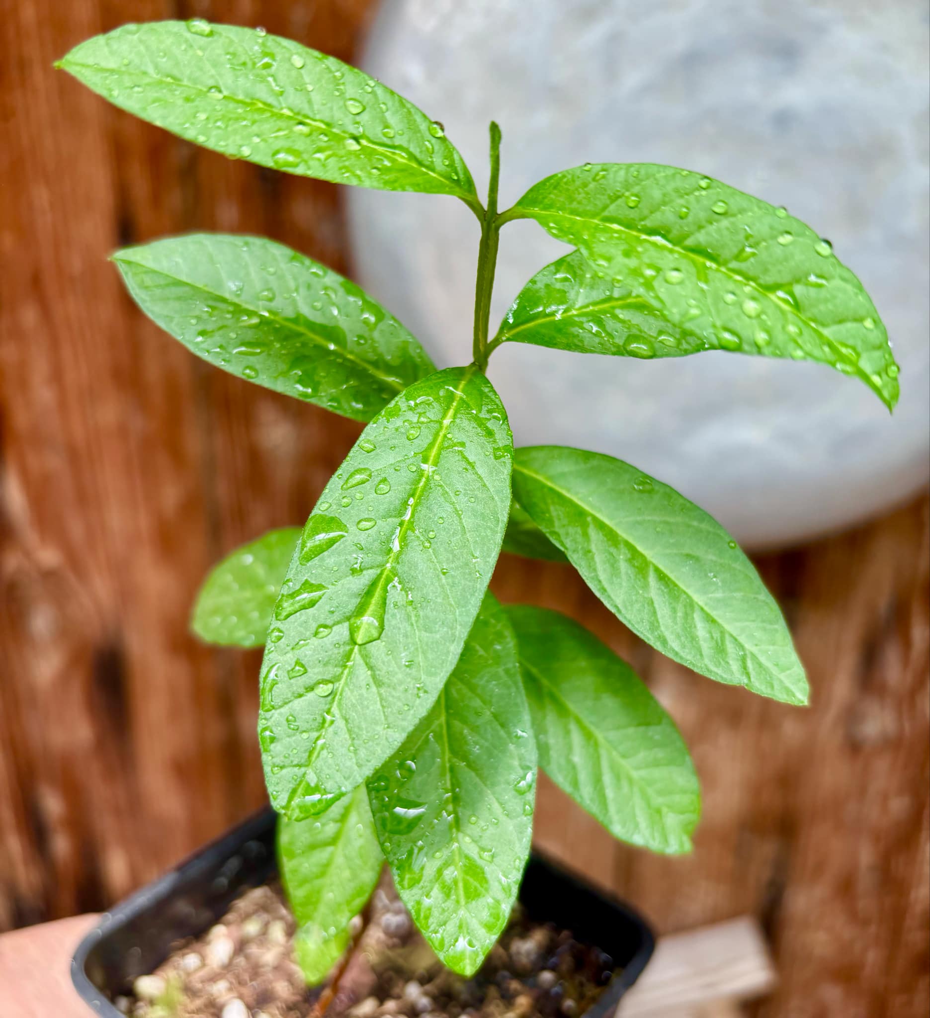 Psidium guajava - Peach - 1 potted plant / 1 getopfte Pflanze