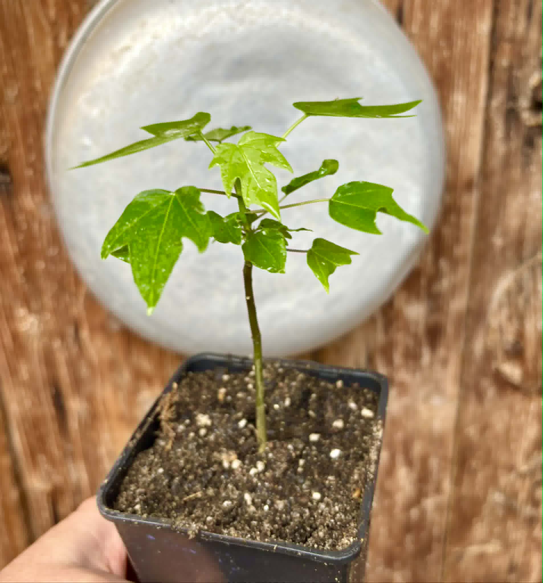 Red Holland Papaya (Carica papaya) - 1 small potted seedling / 1 kleiner, getopfter Sämling