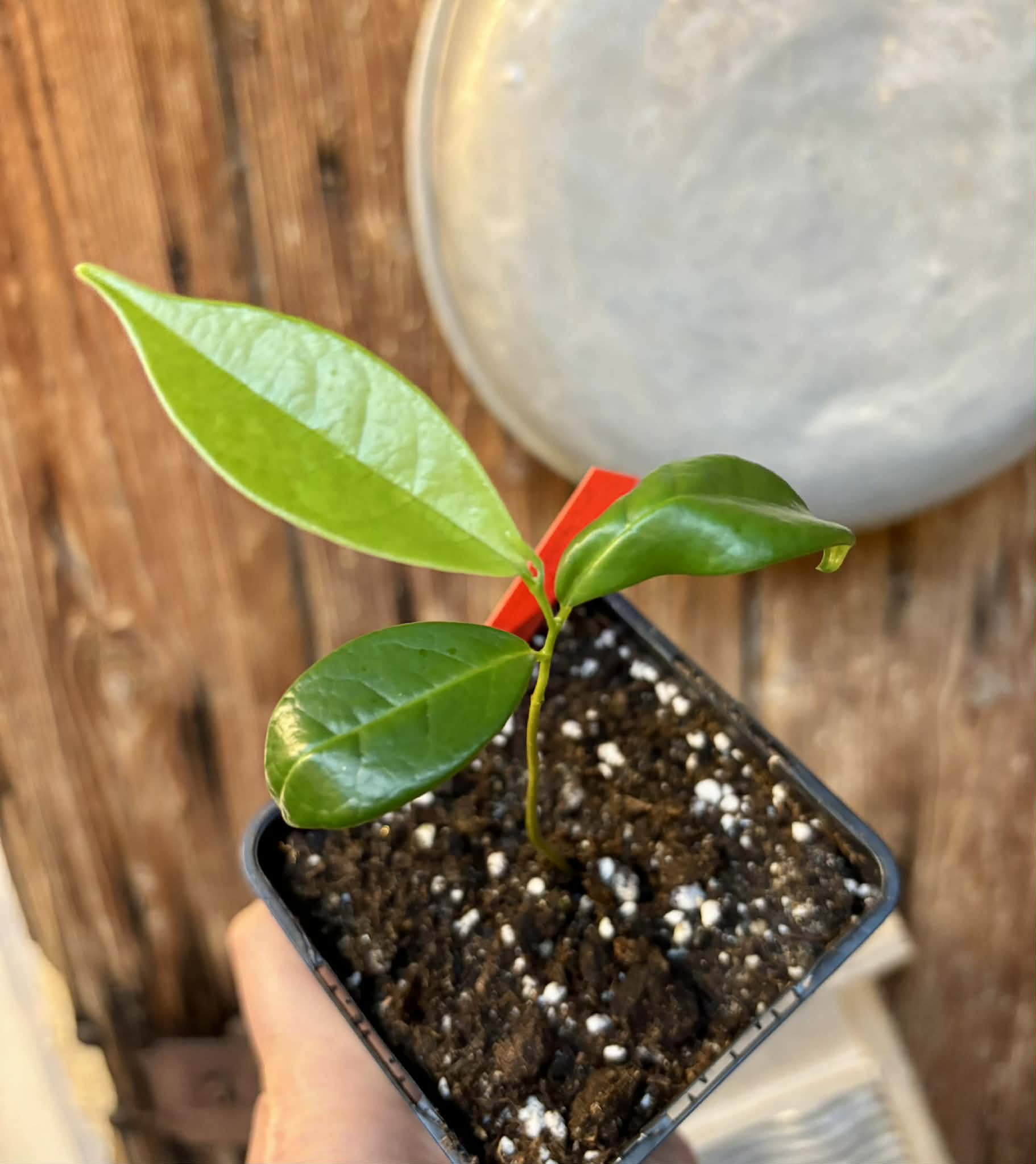 Annona montana - Mountain Soursop - 1 potted plant / 1 getopfte Pflanze