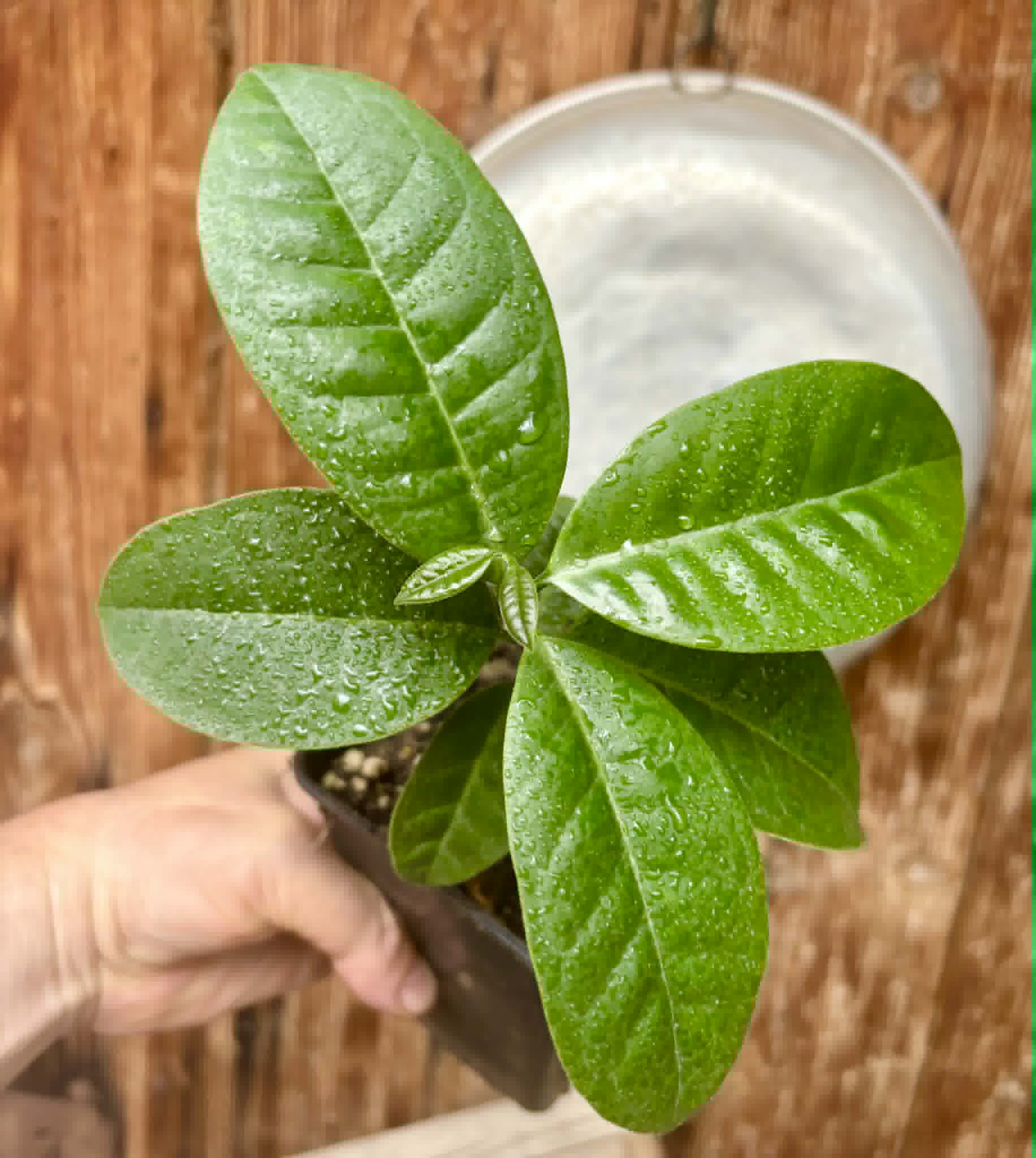 Eugenia bahiensis  - 1 potted plant / 1 getopfte Pflanze