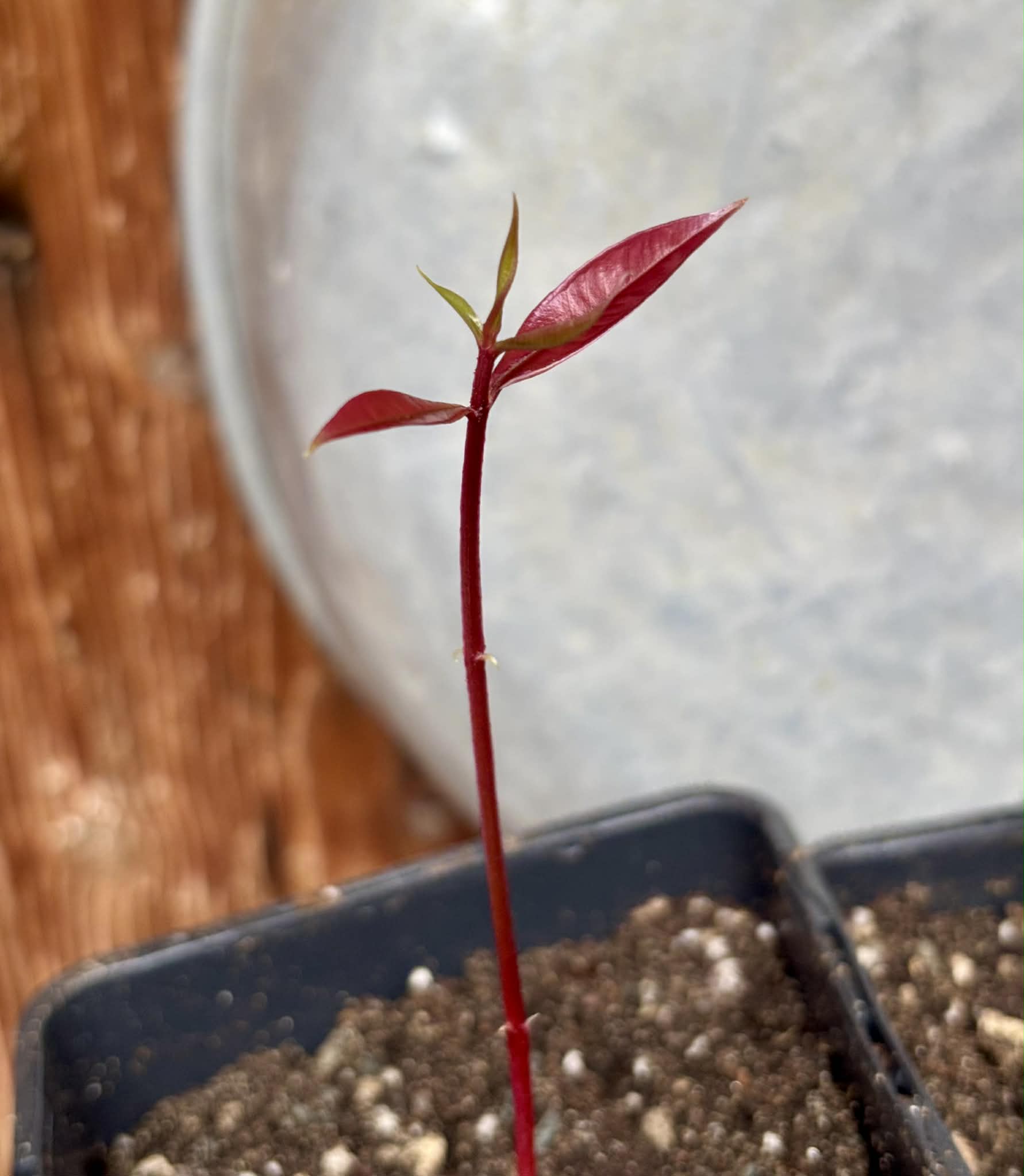 Syzygium rubrocarpum - 1 potted plant / 1 getopfte Pflanze