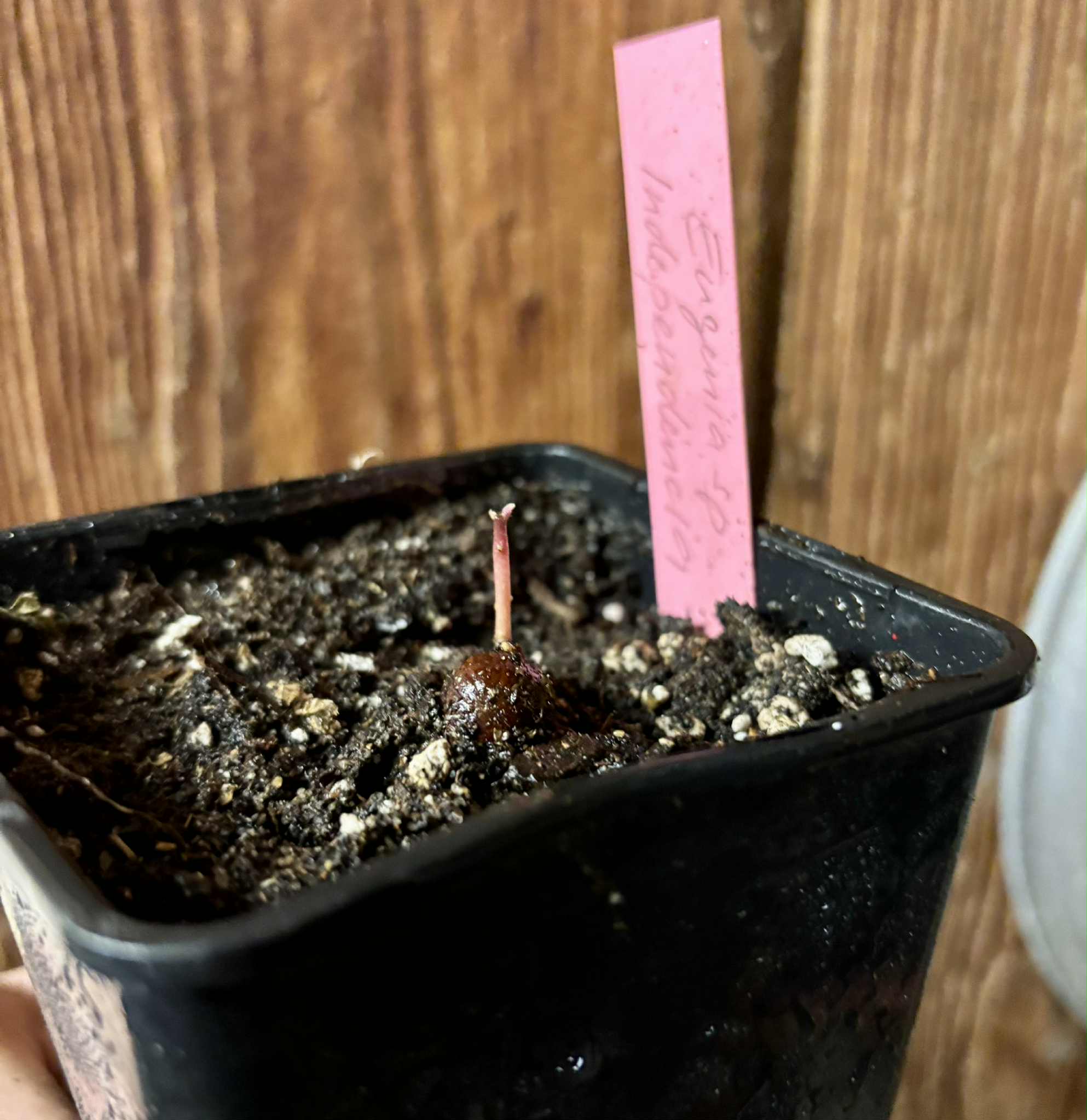 Eugenia sp Independencia - 1 potted seedling / 1 getopfter Sämling