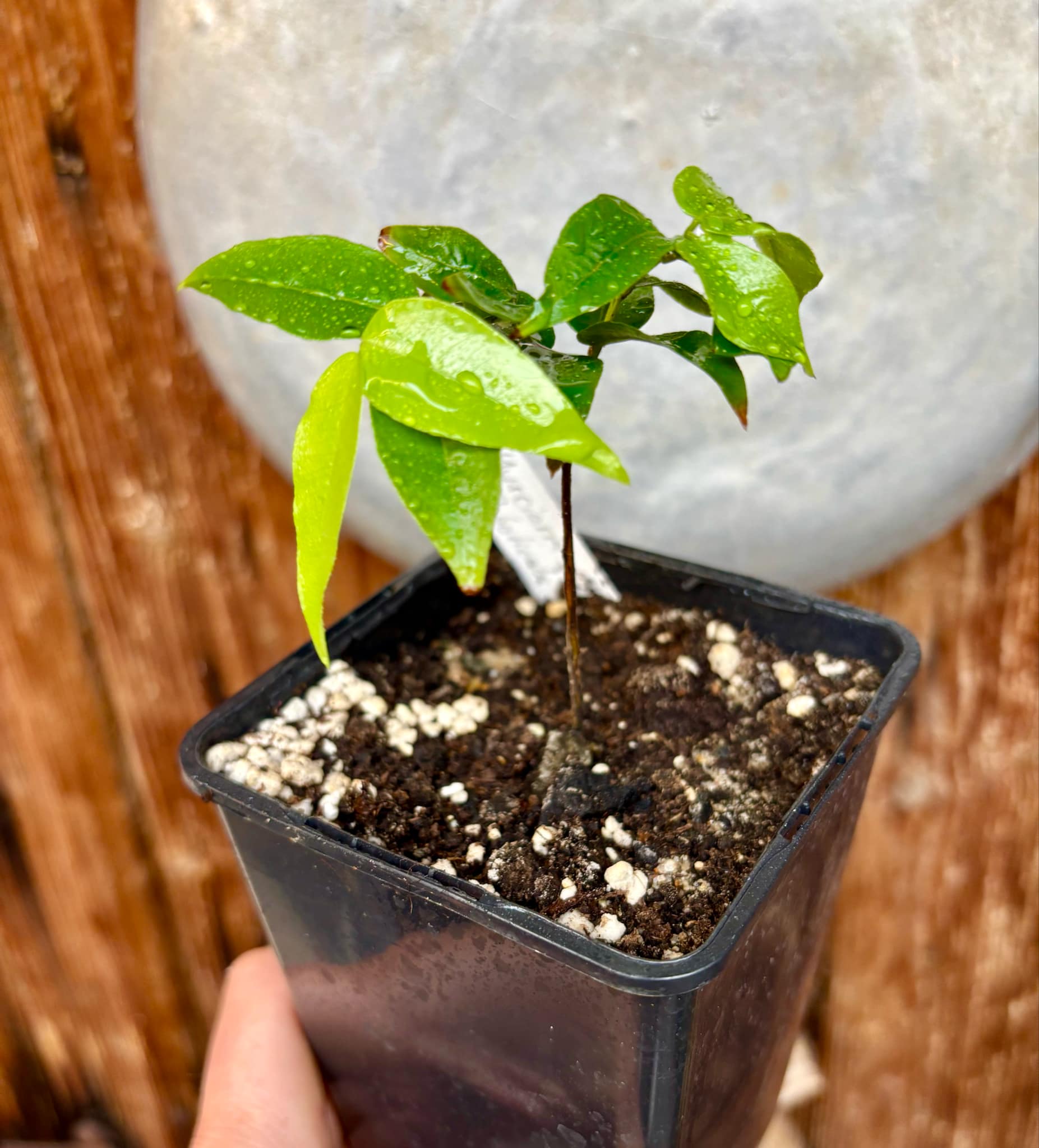 Myrciaria sp Jaboticaba - 1 potted plant / 1 getopfte Pflanze