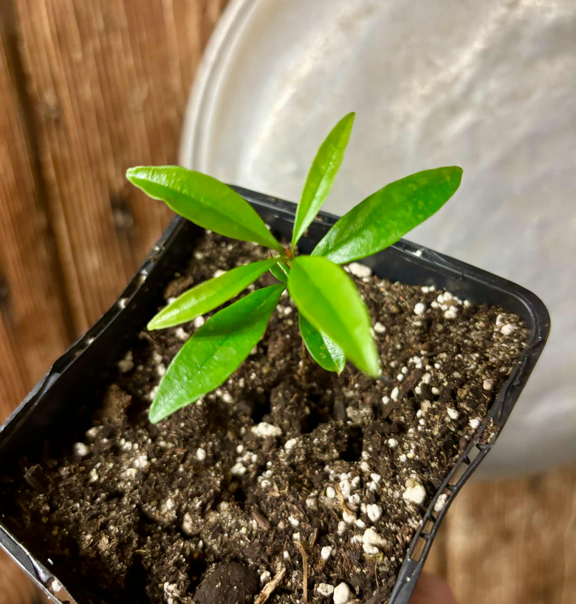 Eugenia sp Itacare vermelha -  1 potted seedling / 1 getopfter Sämling