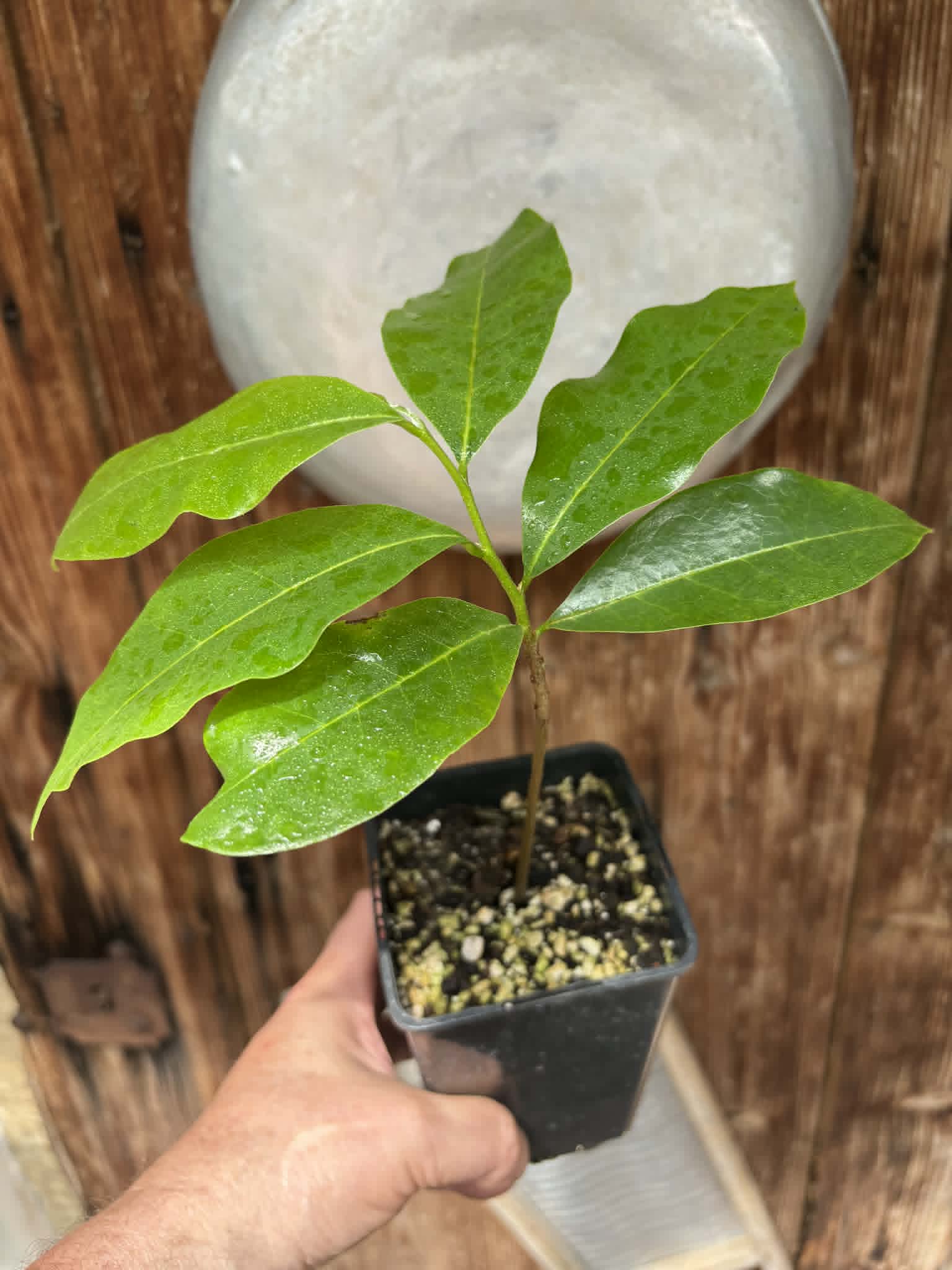 Annona montana - Mountain Soursop - 1 potted plant / 1 getopfte Pflanze
