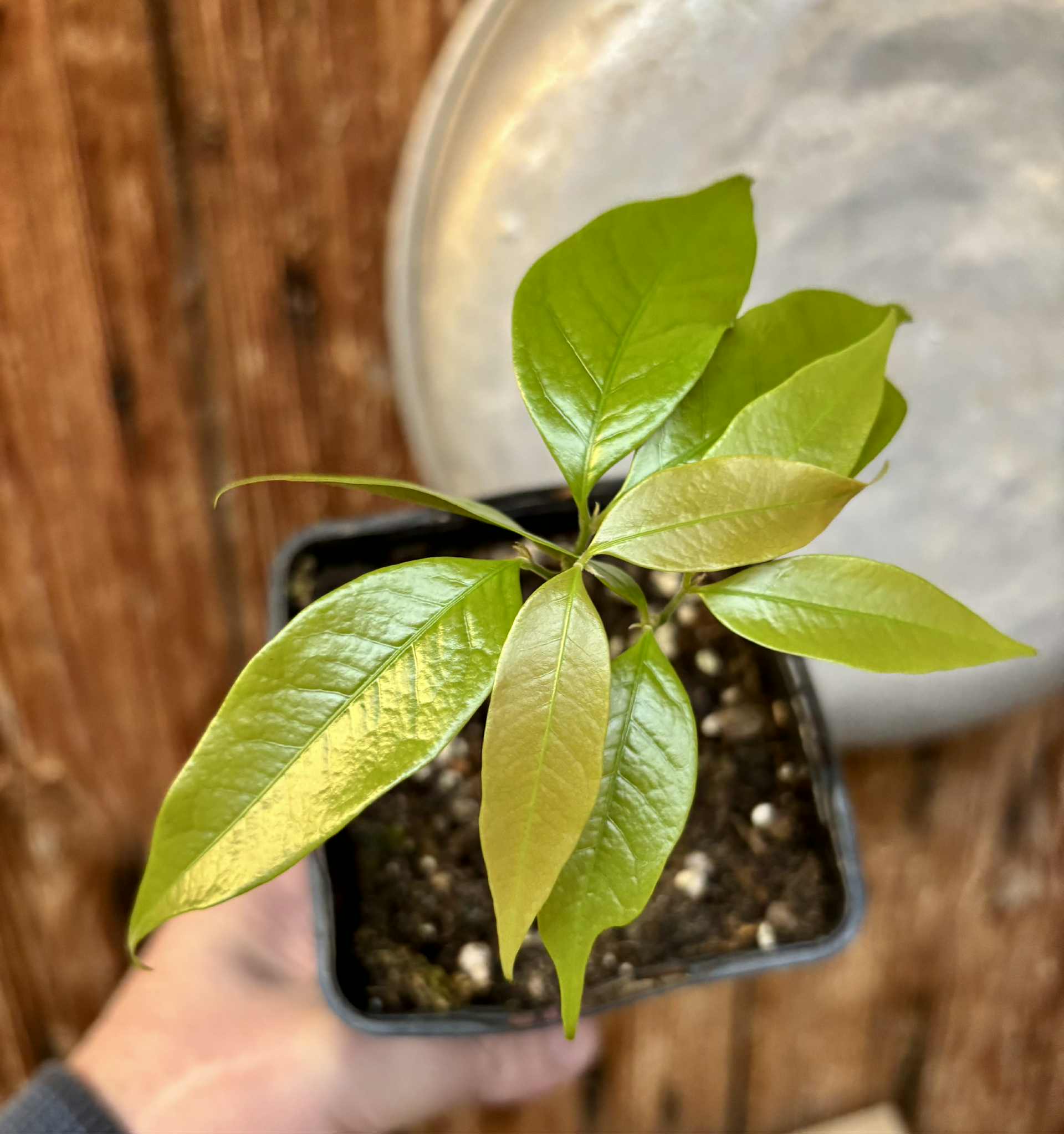 Melicoccus sp Bahia - 1 potted seedling / 1 getopfter Sämling