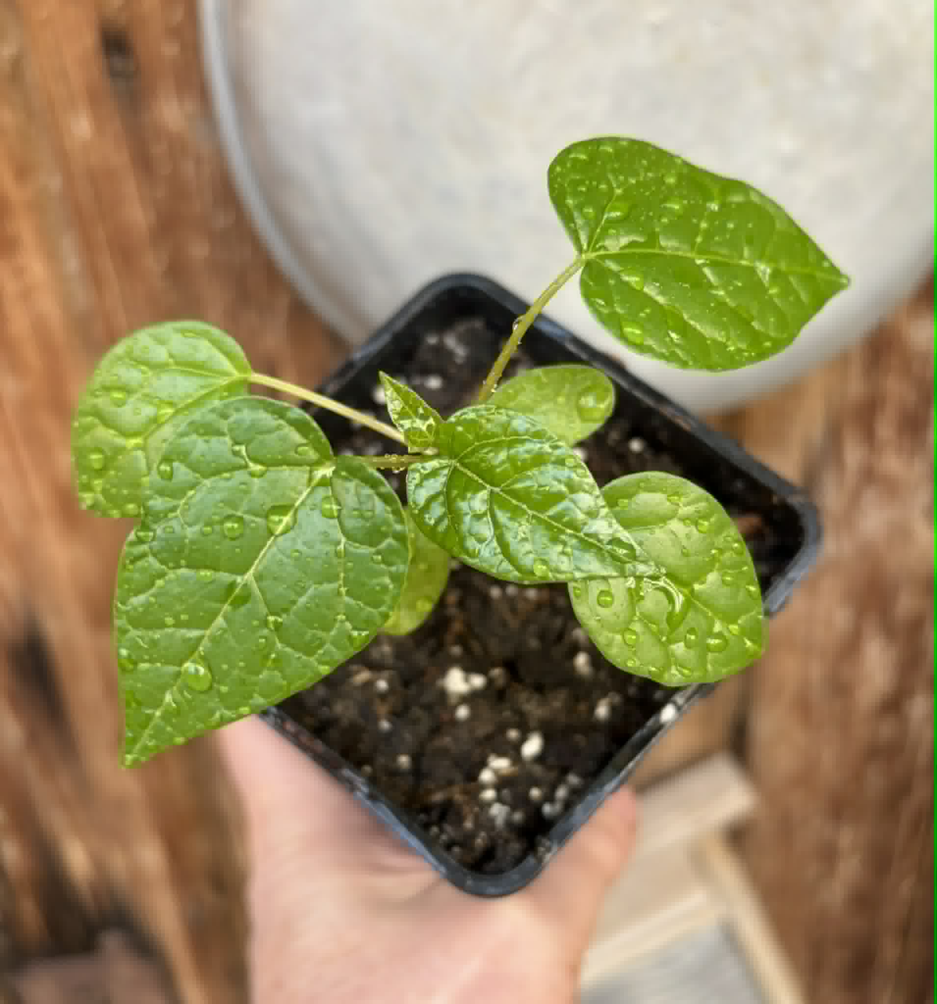 Vasconcellea pubescens - 1 potted seedling / 1 getopfter Sämling