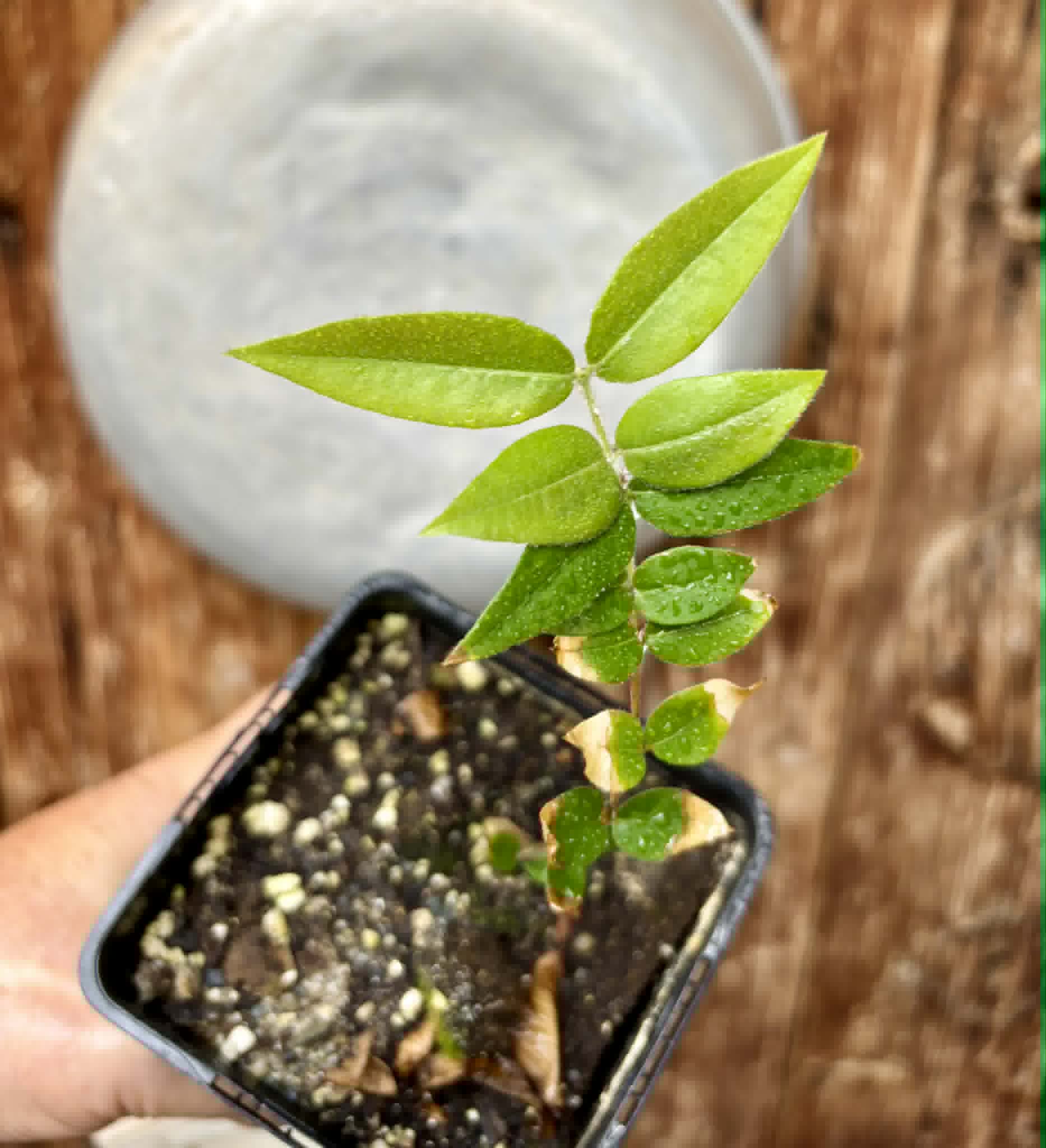 Myrciaria sp Cabeludinha preta (Blue Glomerata) - 1 pottet seedling / 1 getopfter Sämling