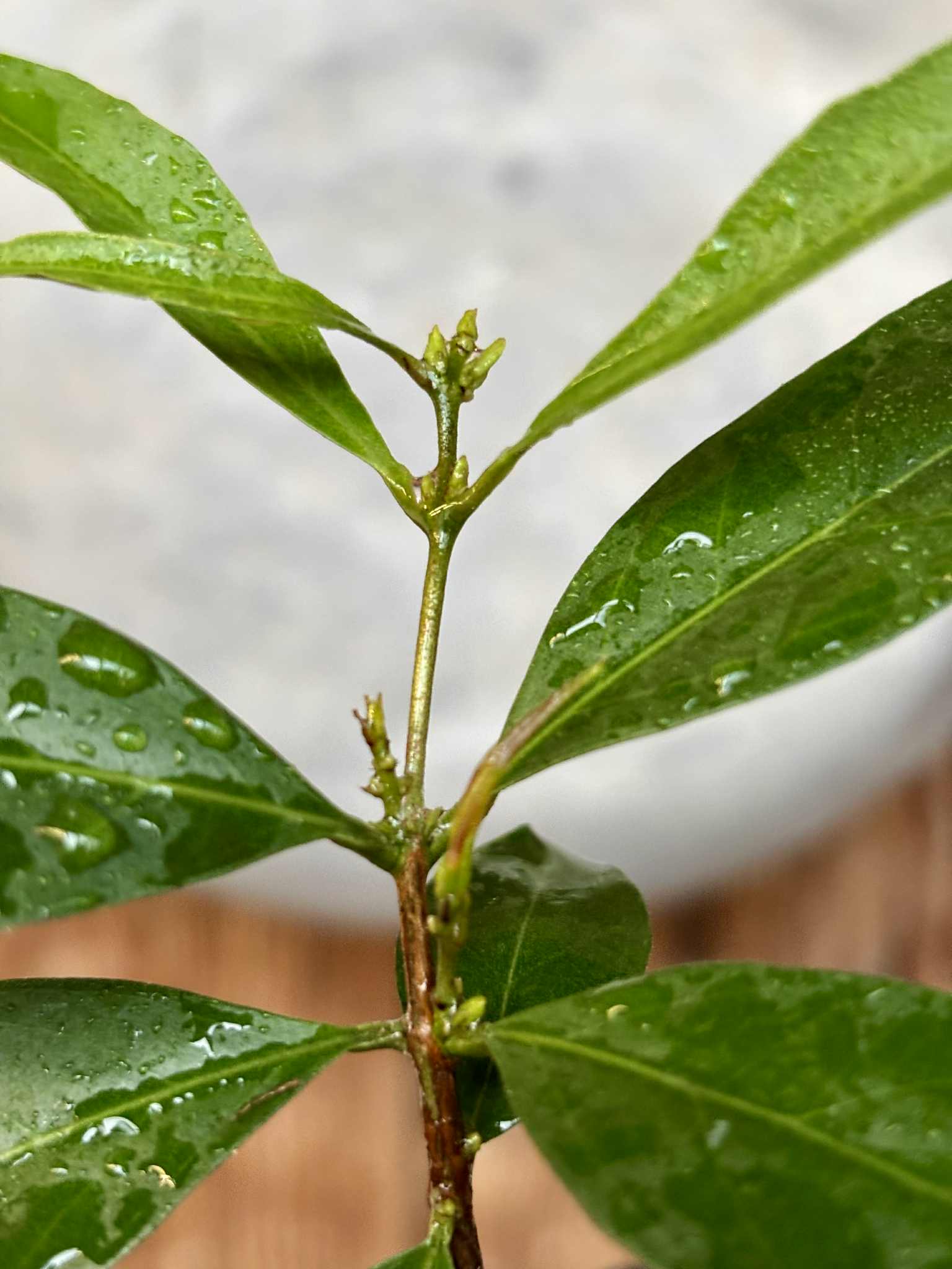 Eugenia sp Belmonte -  1 potted seedling / 1 getopfter Sämling