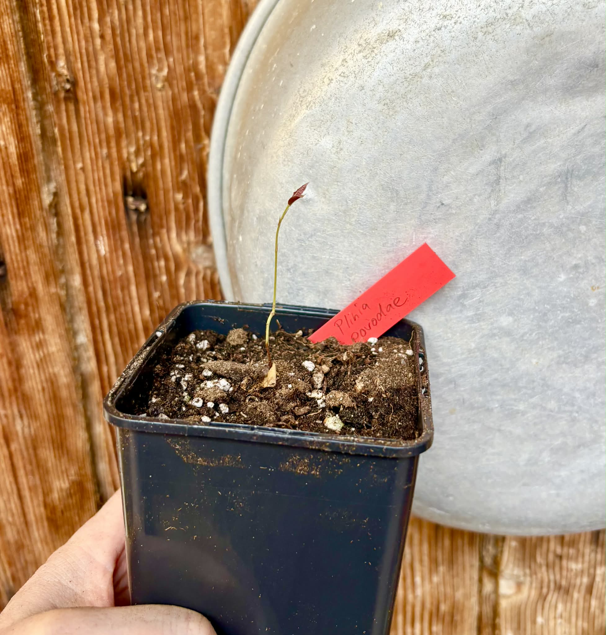 Plinia povedae - 1 potted seedling / 1 getopfter Sämling