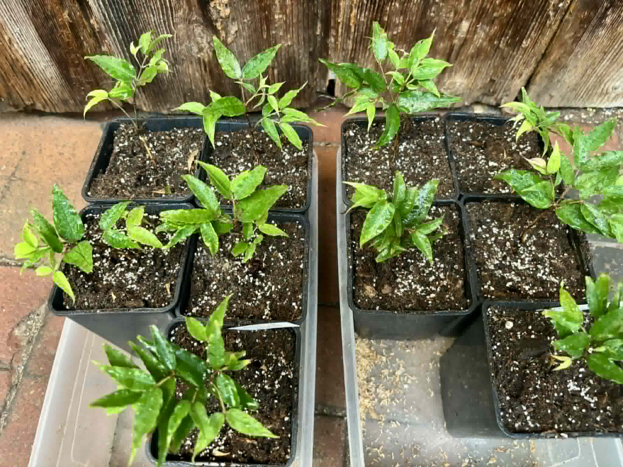Special offer - Plinia sp Dandara -  1 potted seedling / 1 getopfter Sämling