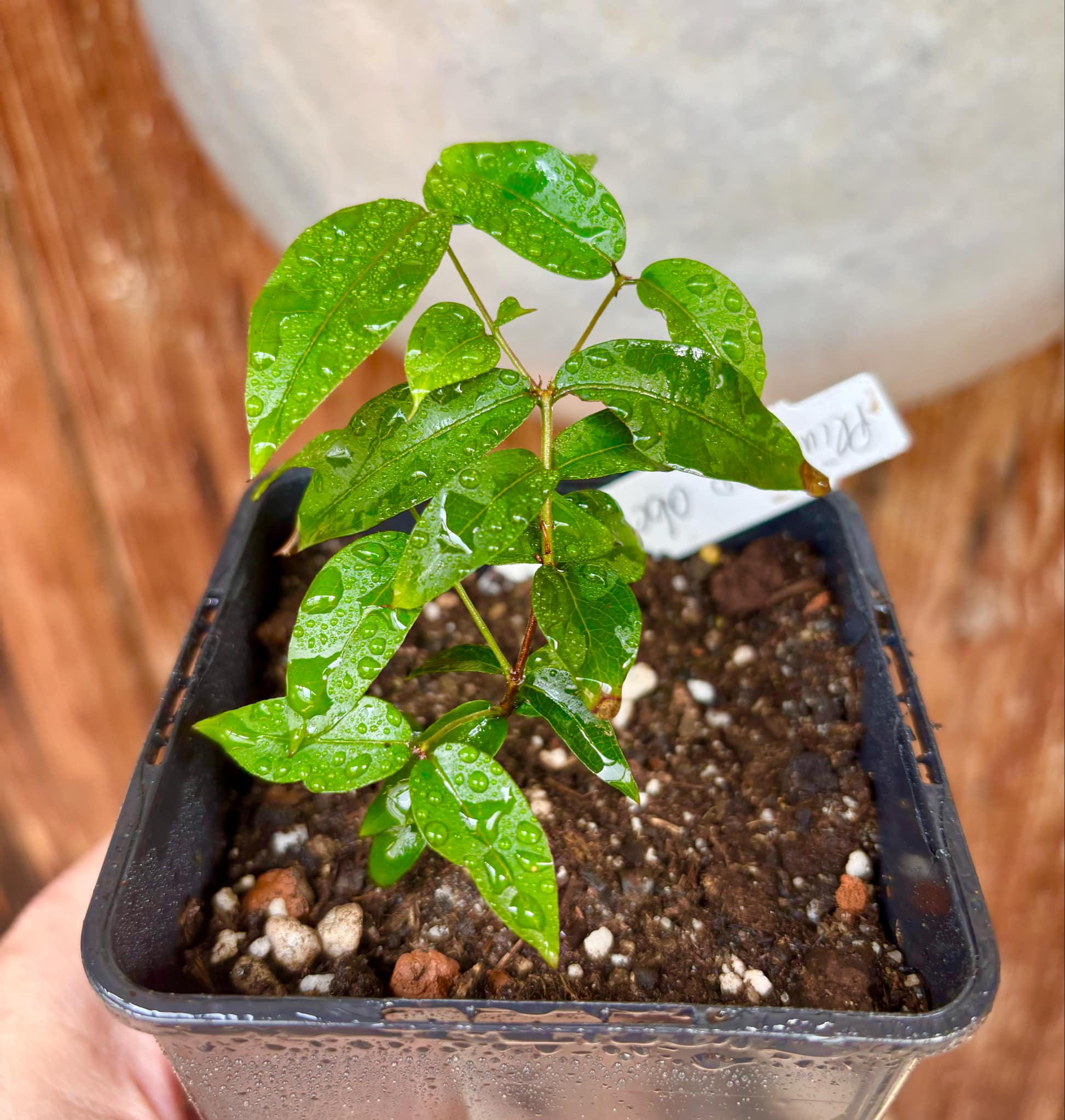 Plinia sp Obera - 1 potted plant / 1 getopfte Pflanze