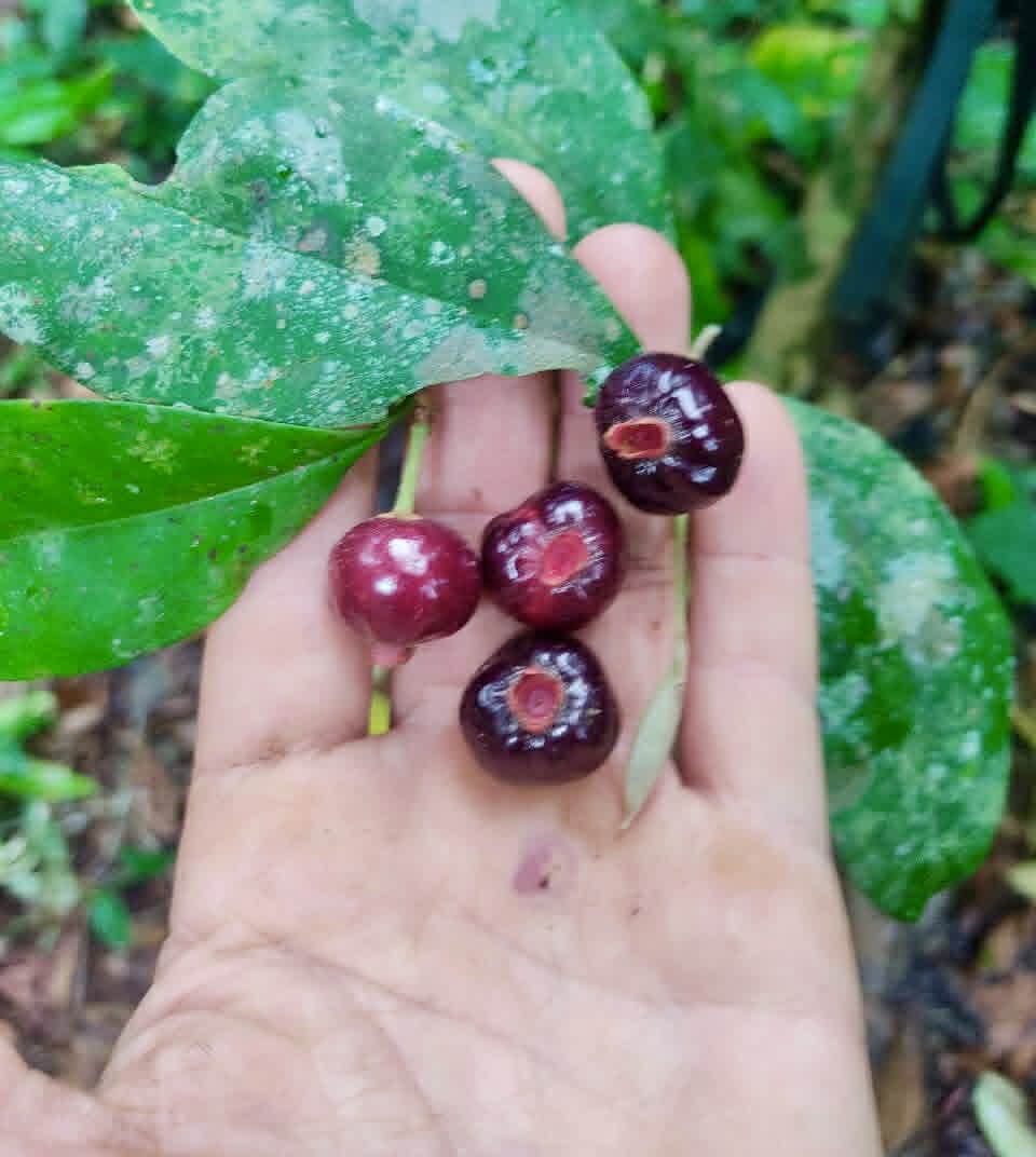 Pre Order - Eugenia pisiformis var. Uruçuca - 1 fresh seed / 1 frischer Samen