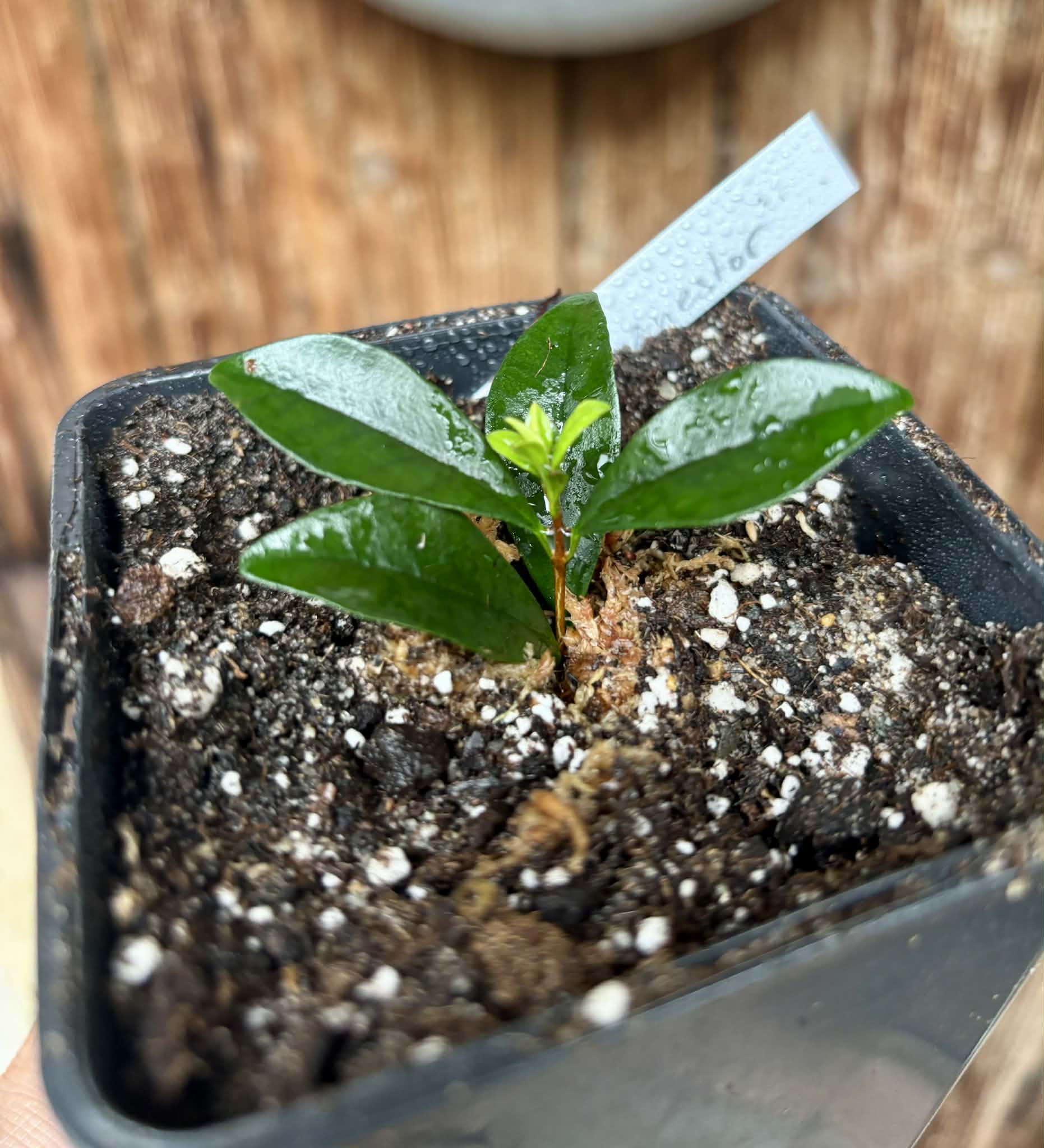 rooted cutting from adult plant - Cherry of Anestor (Eugenia involucrata var minutifolia) - 1 potted plant / 1 getopfte Pflanze