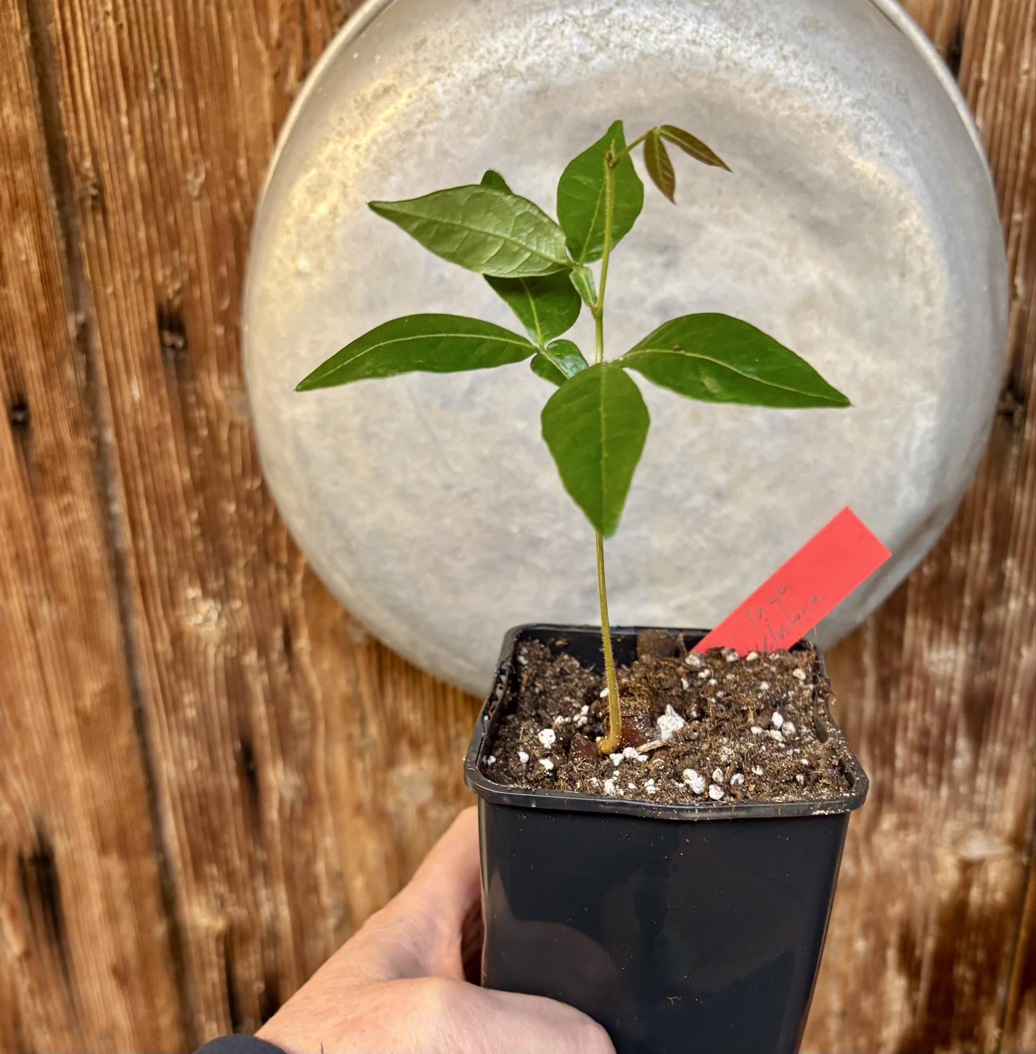 Inga velutina  - 1 potted seedling / 1 getopfter Sämling