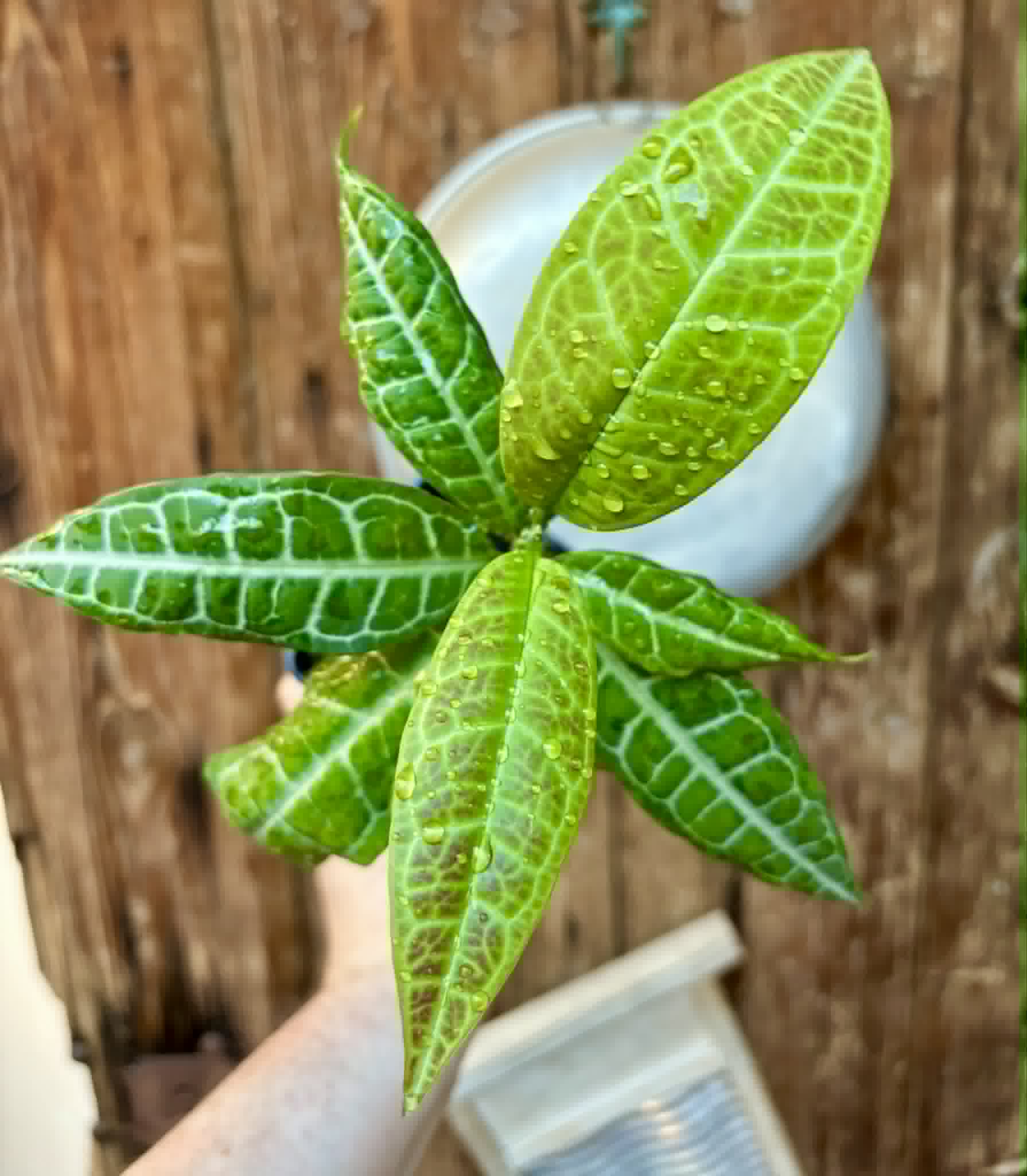 Eugenia sp Labisia -  1 potted plant / 1 getopfte Pflanze