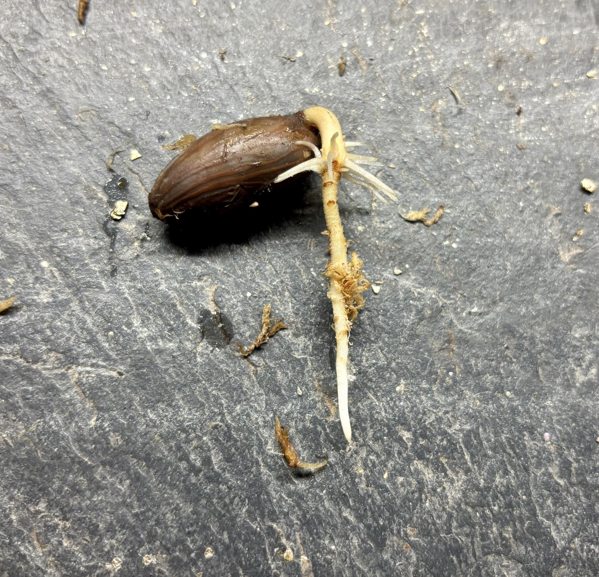 Cocoa - Kakao (Theobroma cacao) var. Trinitario - 1 germinated seed / 1 gekeimter Samen Cocoa - Kakao (Theobroma cacao) var. Trinitario - 1 germinated seed / 1 gekeimter Samen