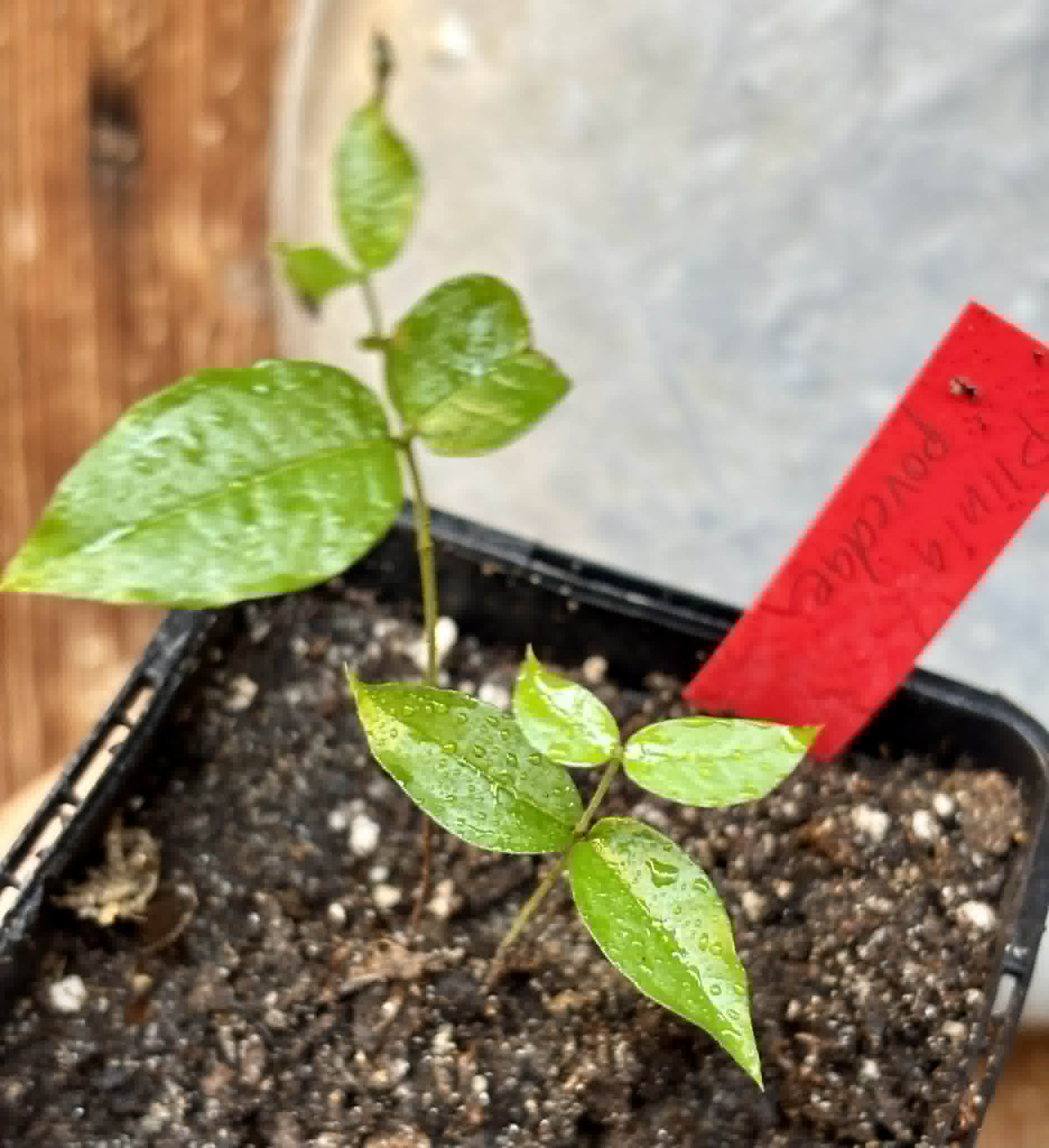 Plinia povedae - 1 potted seedling / 1 getopfter Sämling