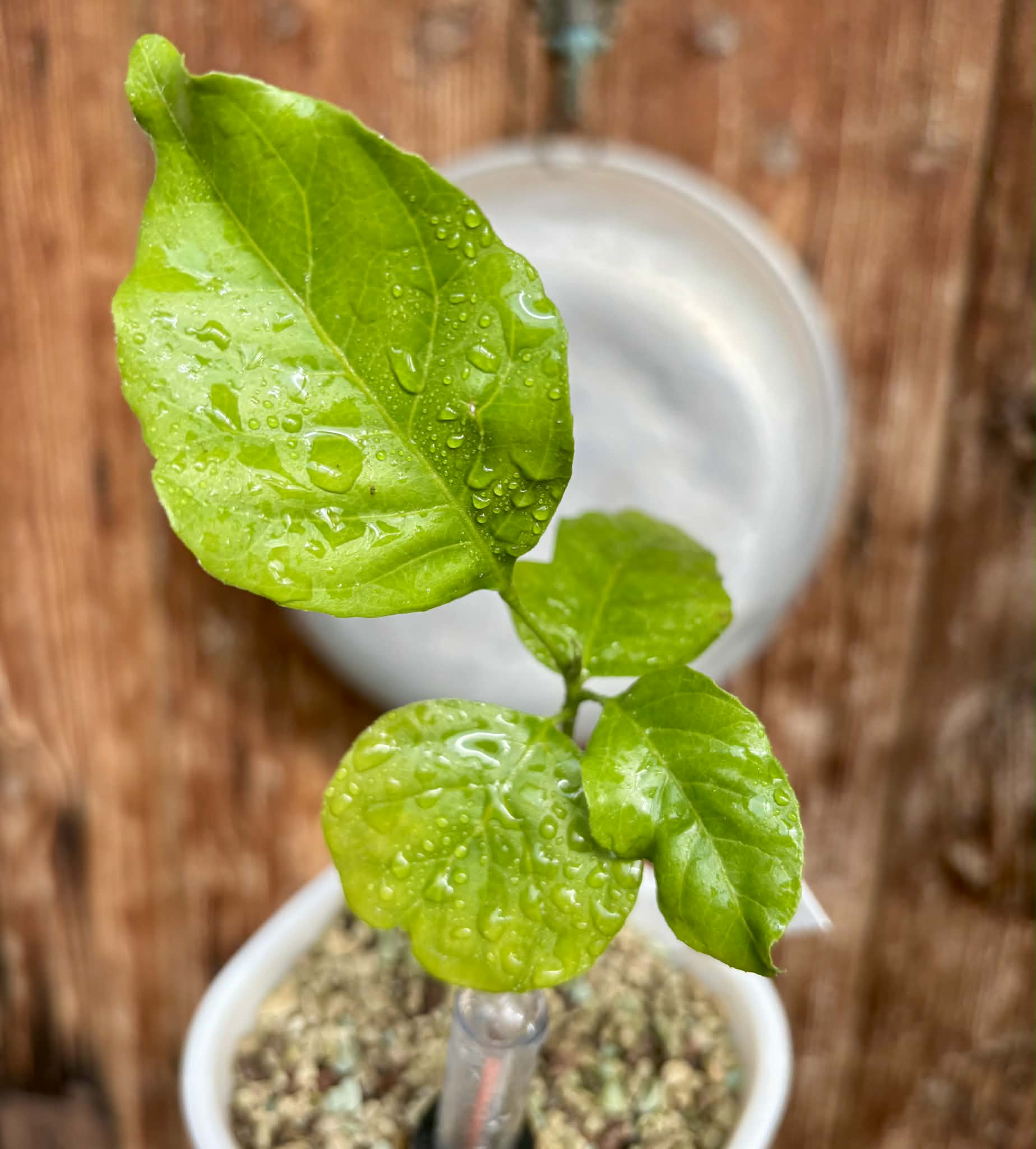 Wampee (Clausena lansium) - 1 potted seedling / 1 getopfter Sämling