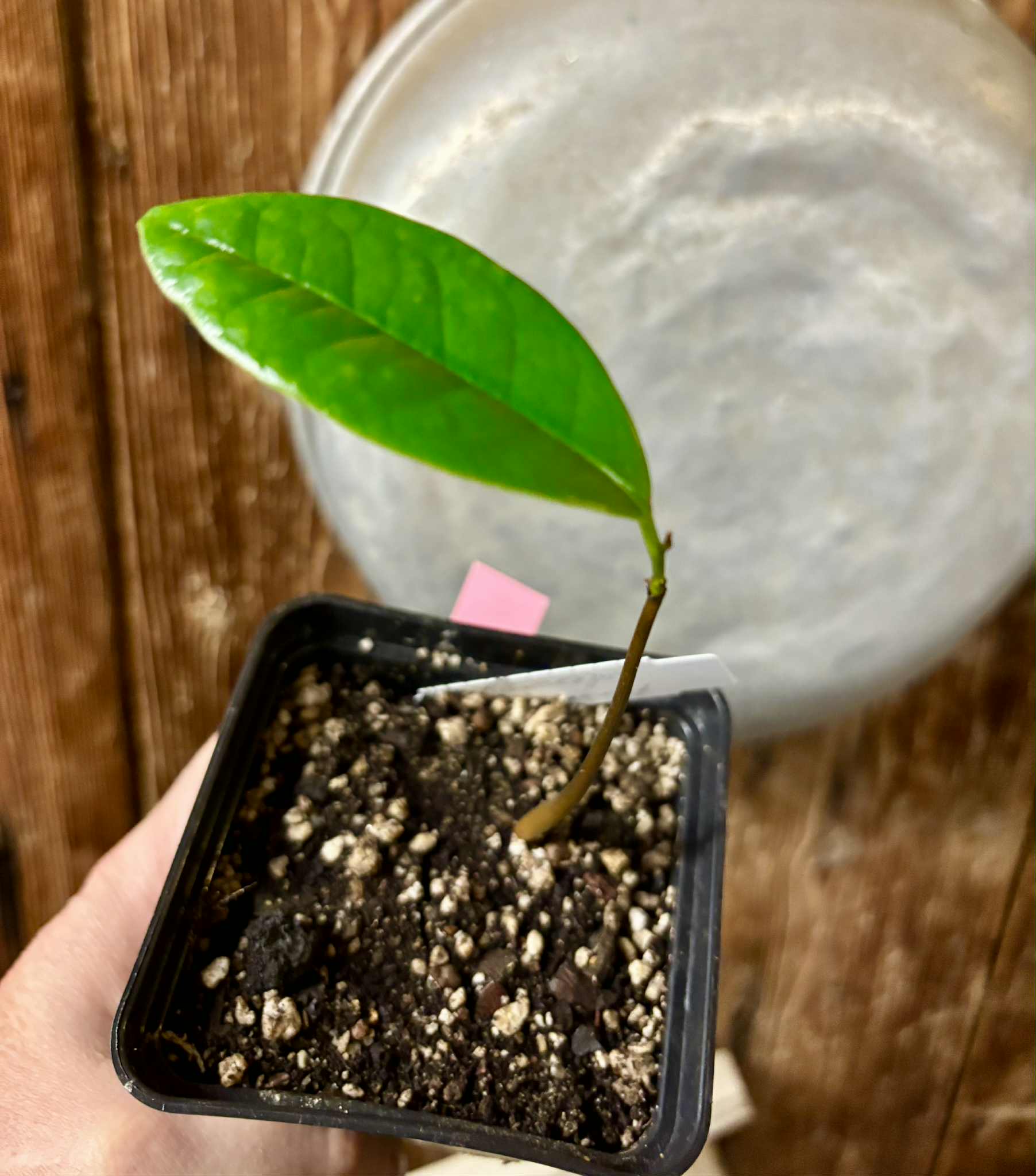 Annona salzmannii - 1 potted seedling / 1 getopfter Sämling