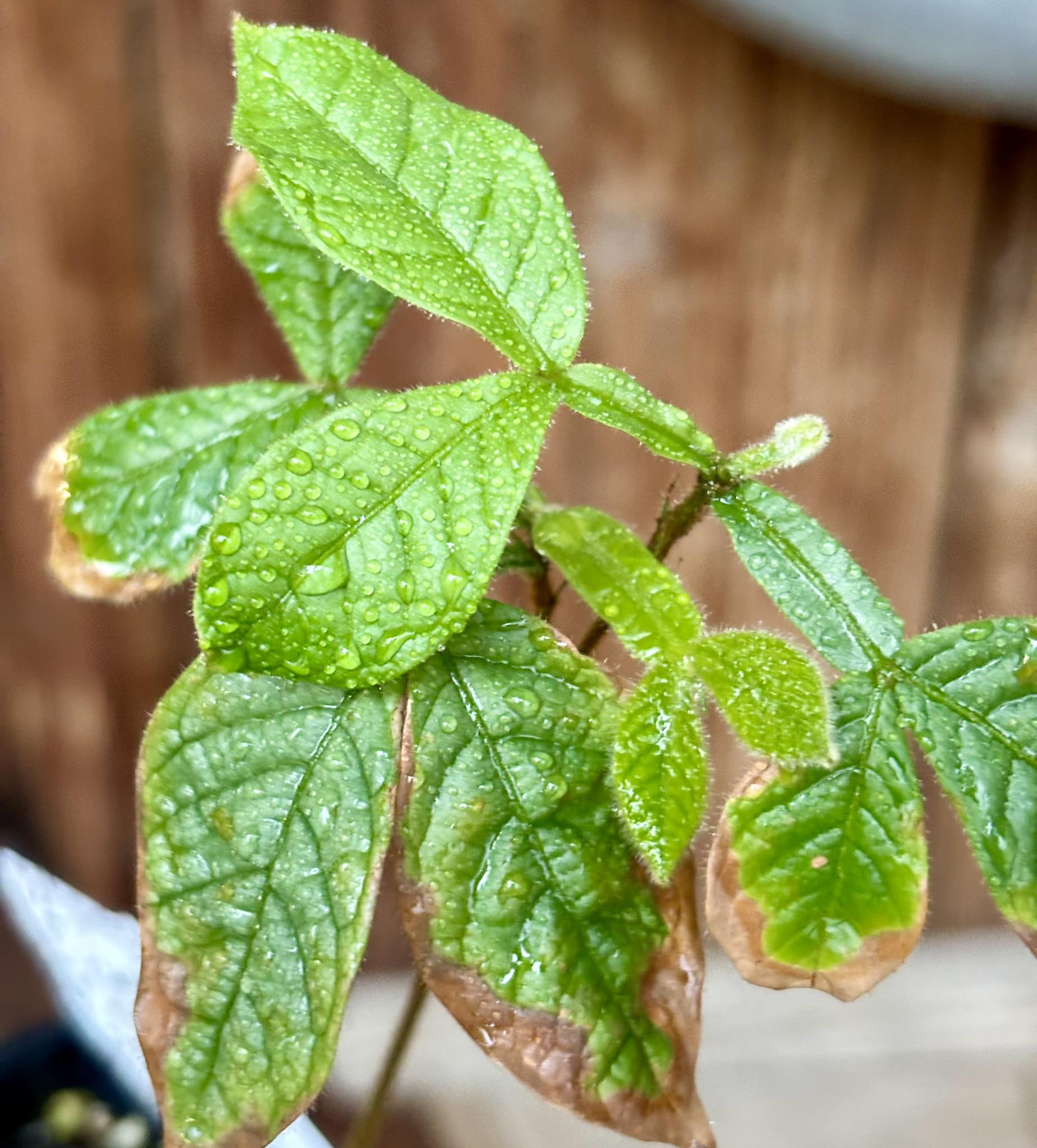 Inga subnuda - 1 potted plant / 1 getopfte Pflanze