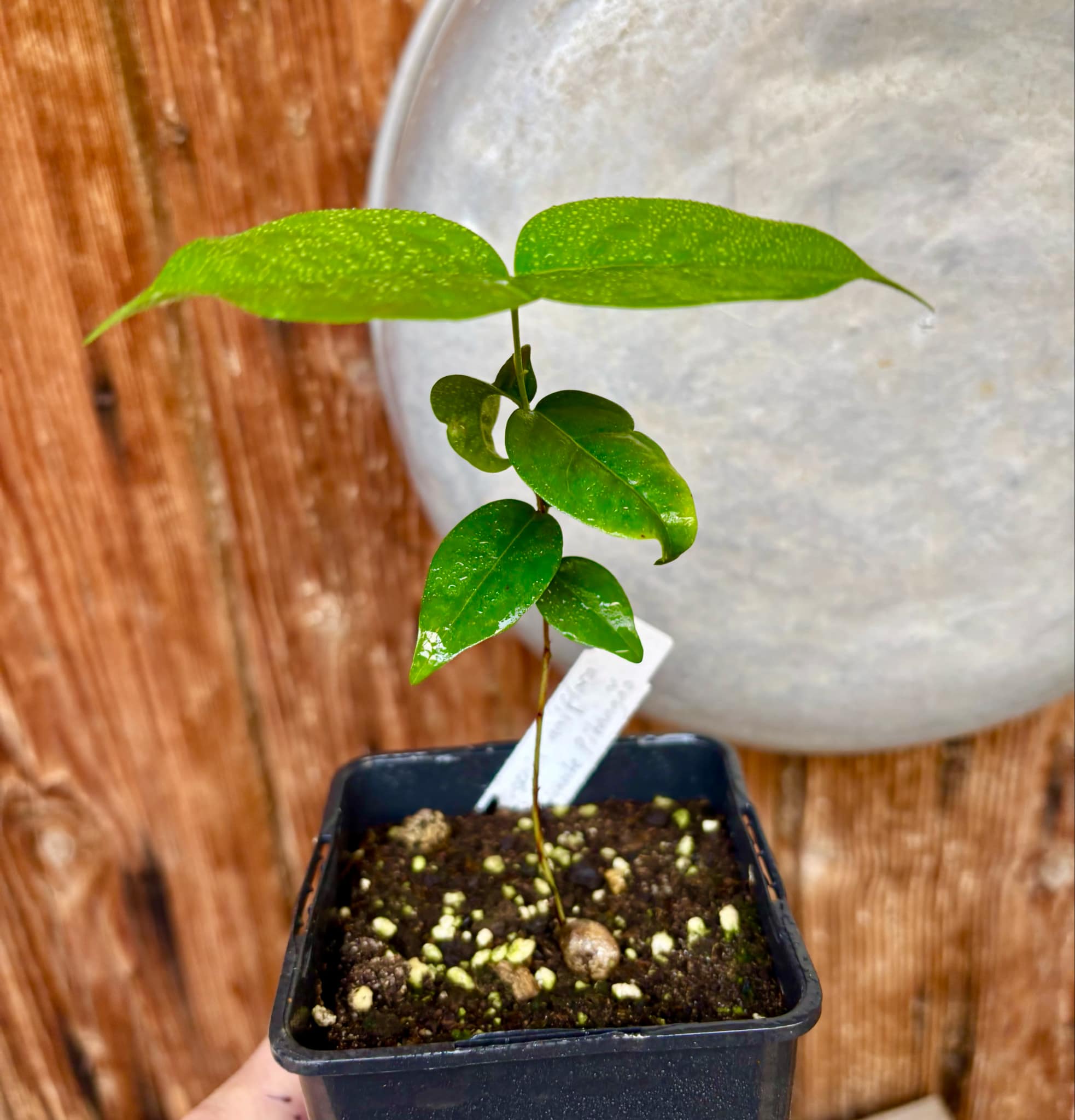 Eugenia uniflora var. Gigante Pitangao  - 1 small potted seedling / 1 kleiner, getopfter Sämling