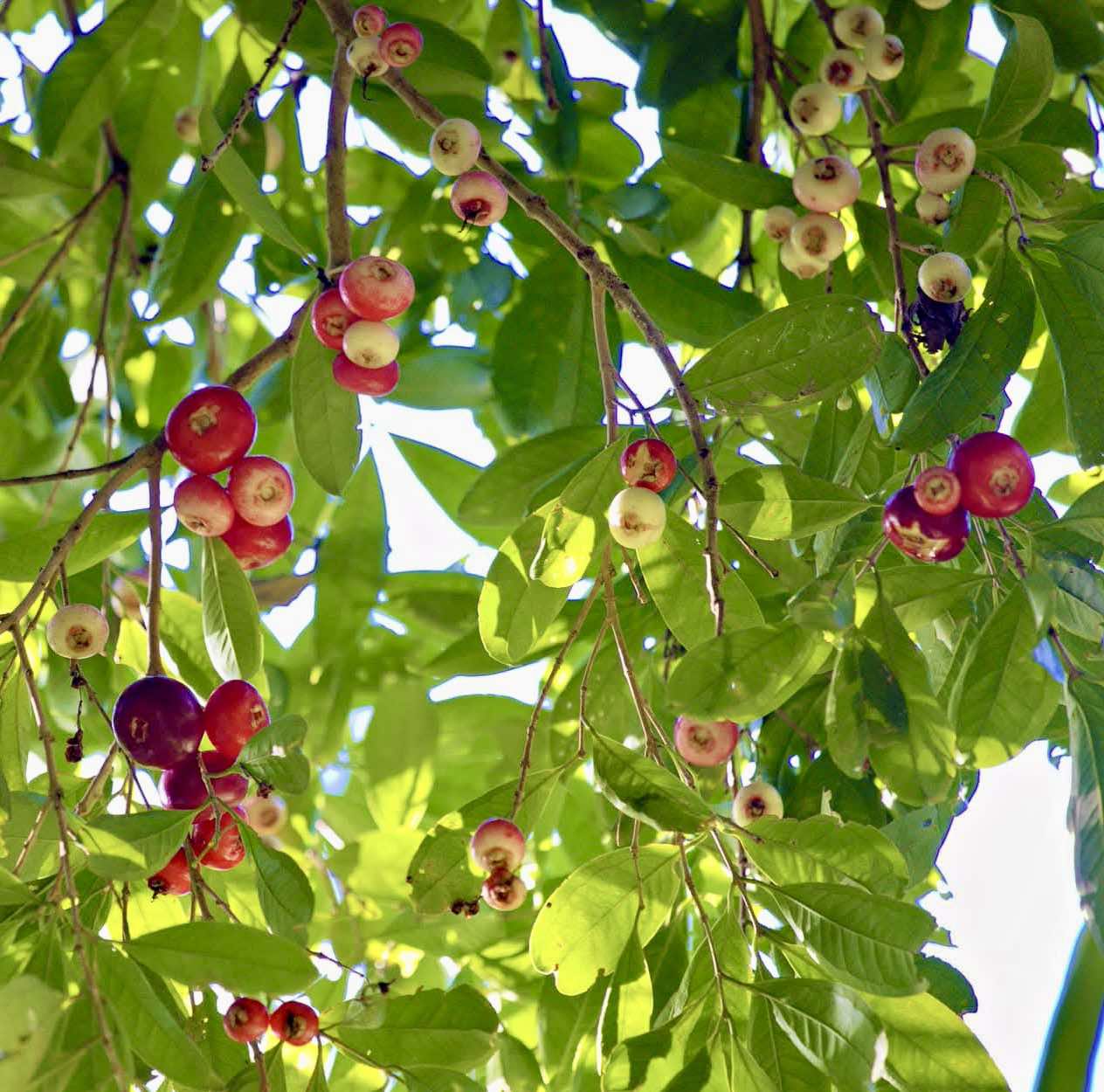 Hagis (Syzygium tripinnatum) - 1 germinated seed / 1 gekeimter Samen