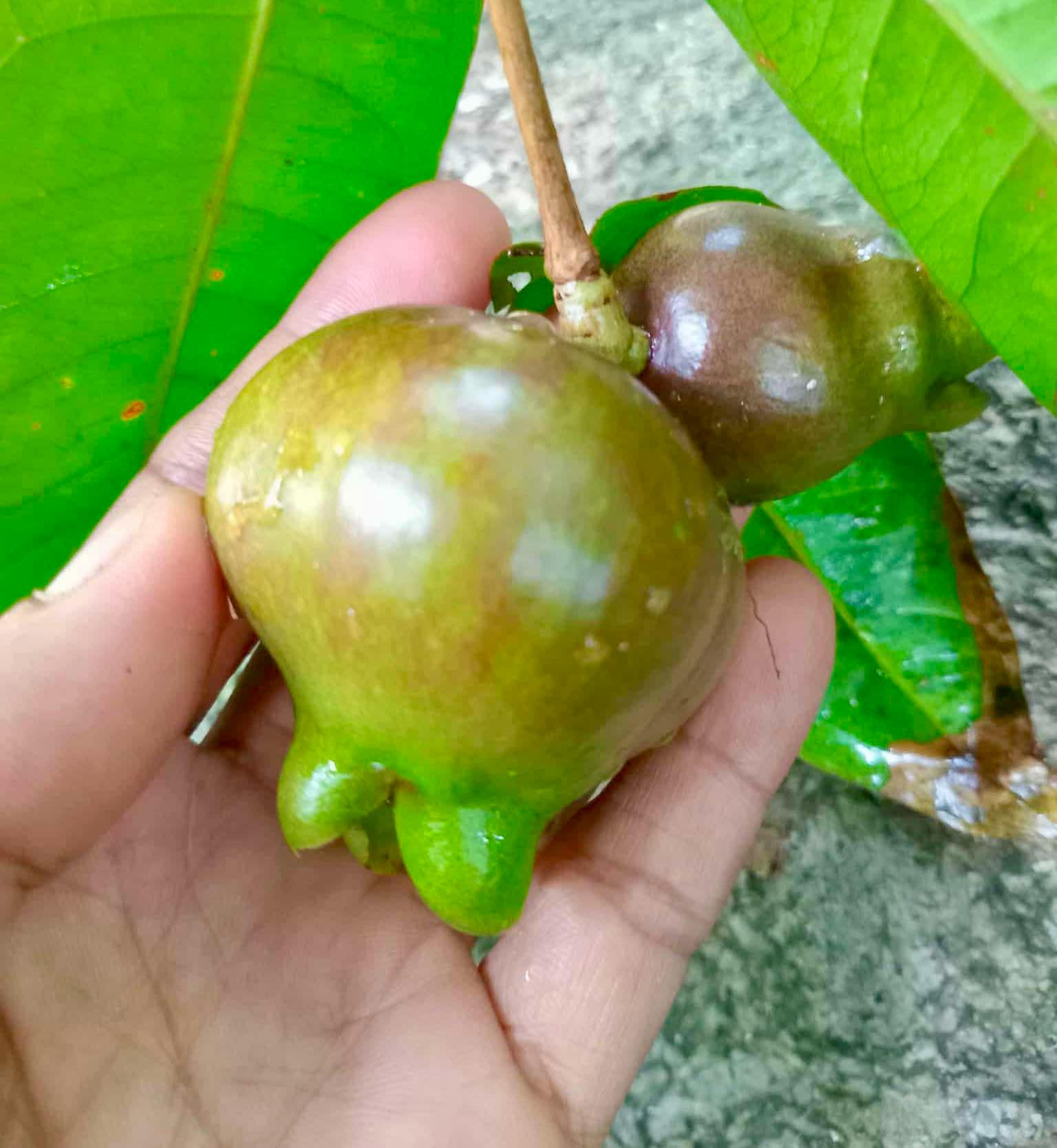 Syzygium sp Khao Luang - 1 fresh seed / 1 frischer Samen
