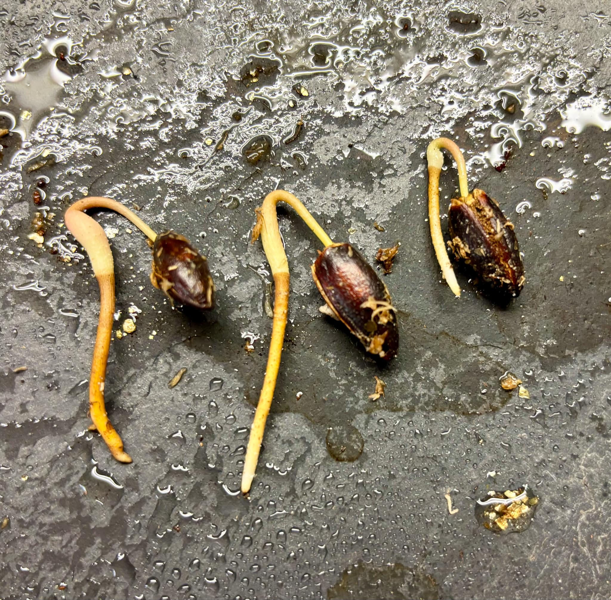Duguetia aff. lanceolata - Pindauva Roxa -   1 germinated seed / 1 gekeimter Samen