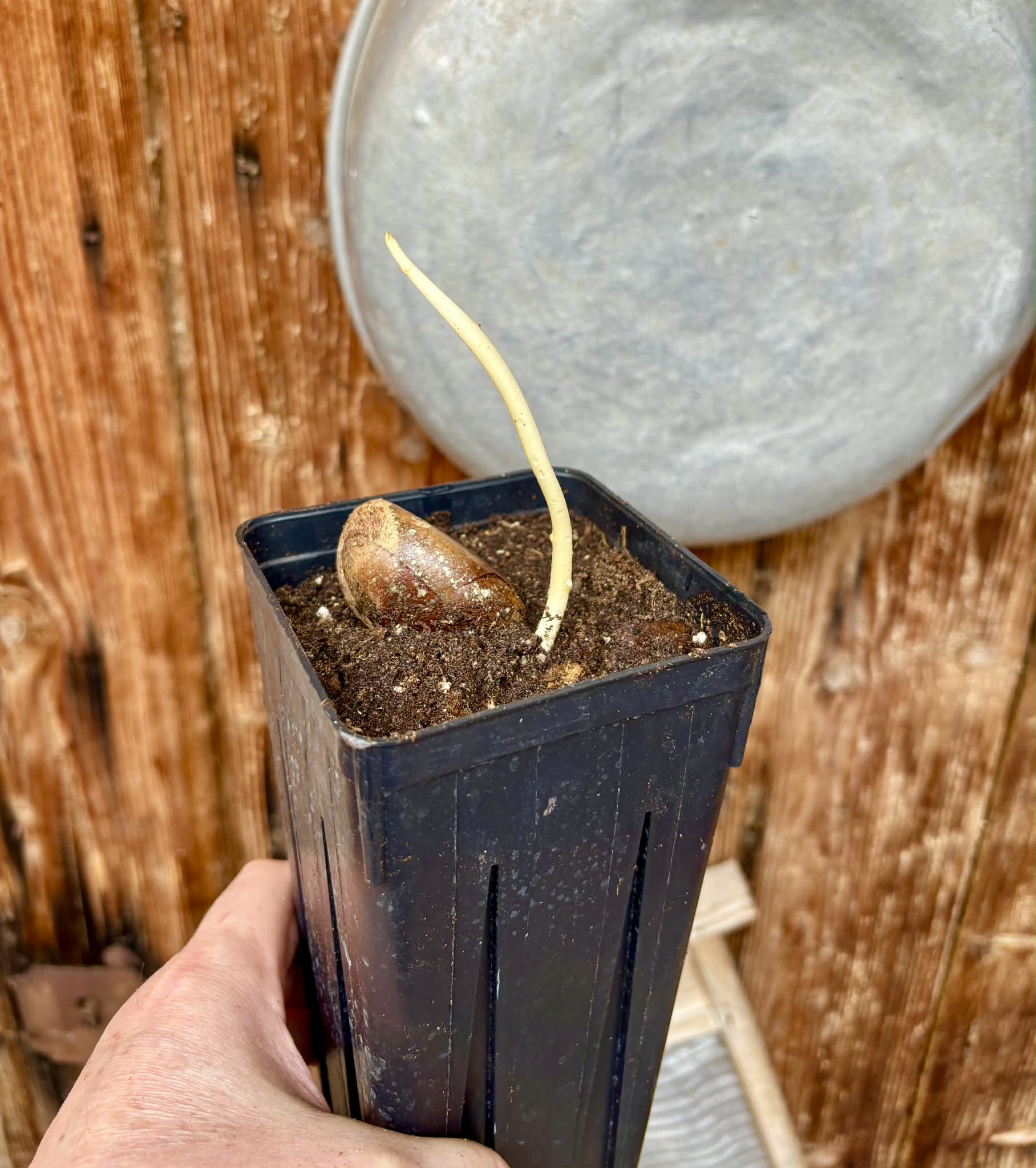 Pouteria aff. macrocarpa - 1 potted seedling / 1 getopfter Sämling