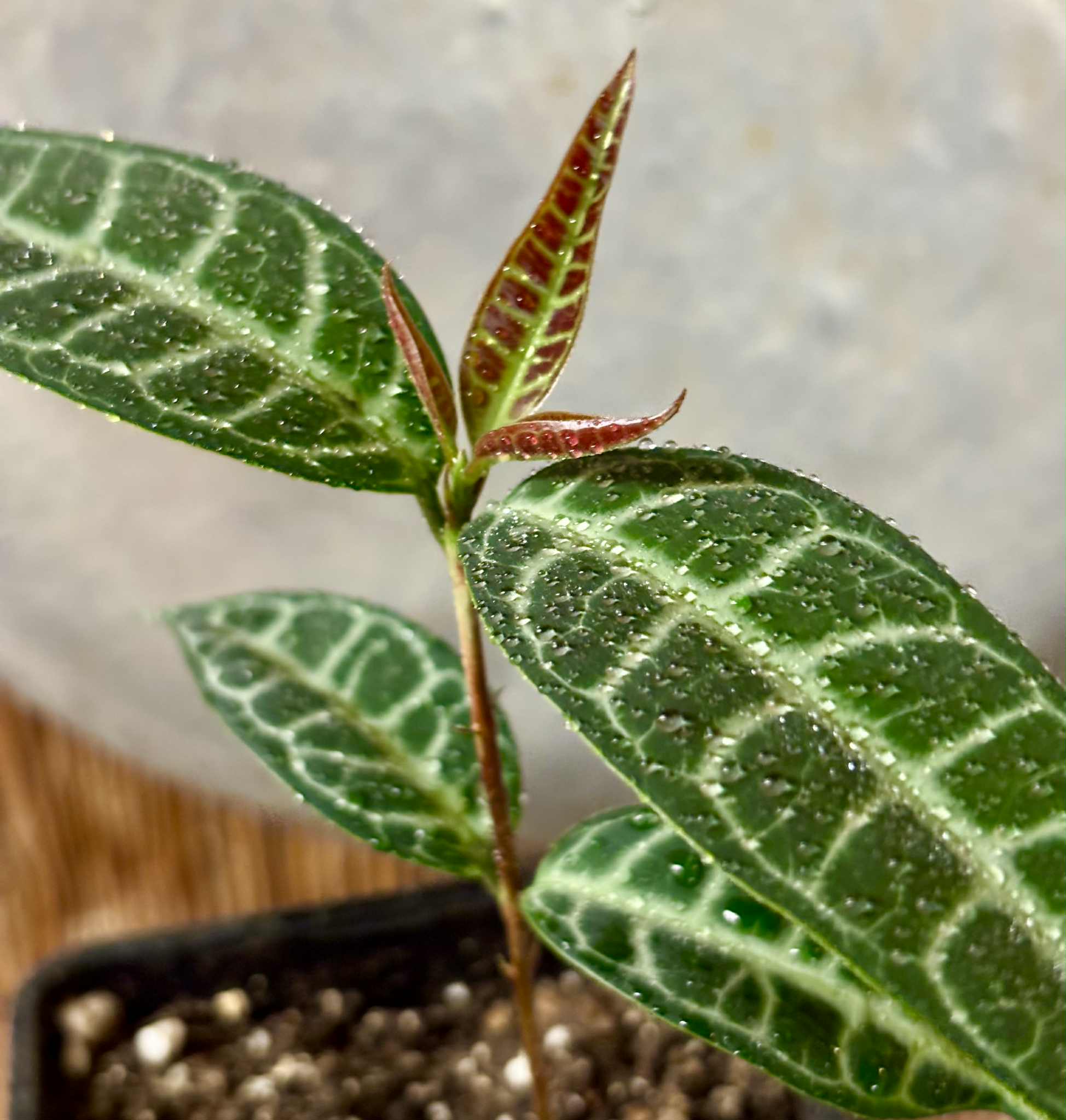 Eugenia sp Labisia -  1 potted seedling / 1 getopfter Sämling