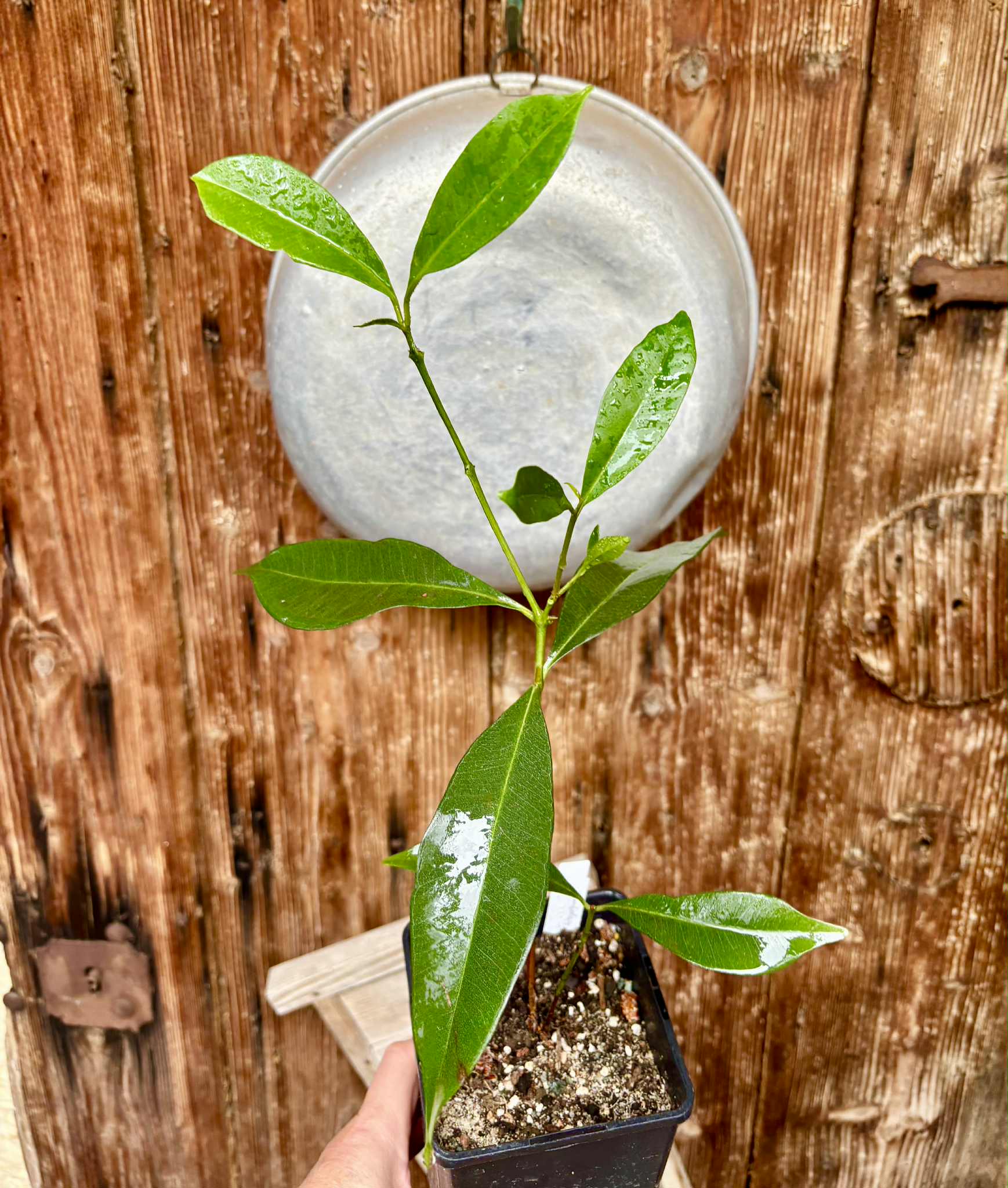 Syzygium cumini - 1 potted plant / 1 getopfte Pflanze