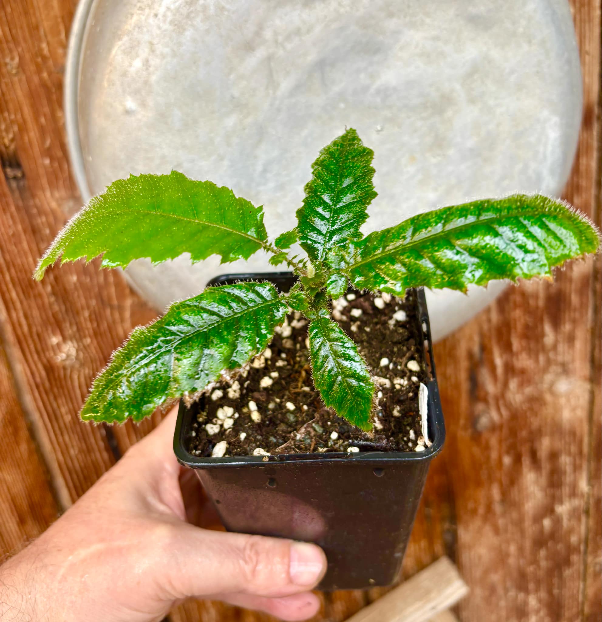 Davidson Plum (Davidsonia jerseyana) - 1 potted plant / 1 getopfte Pflanze