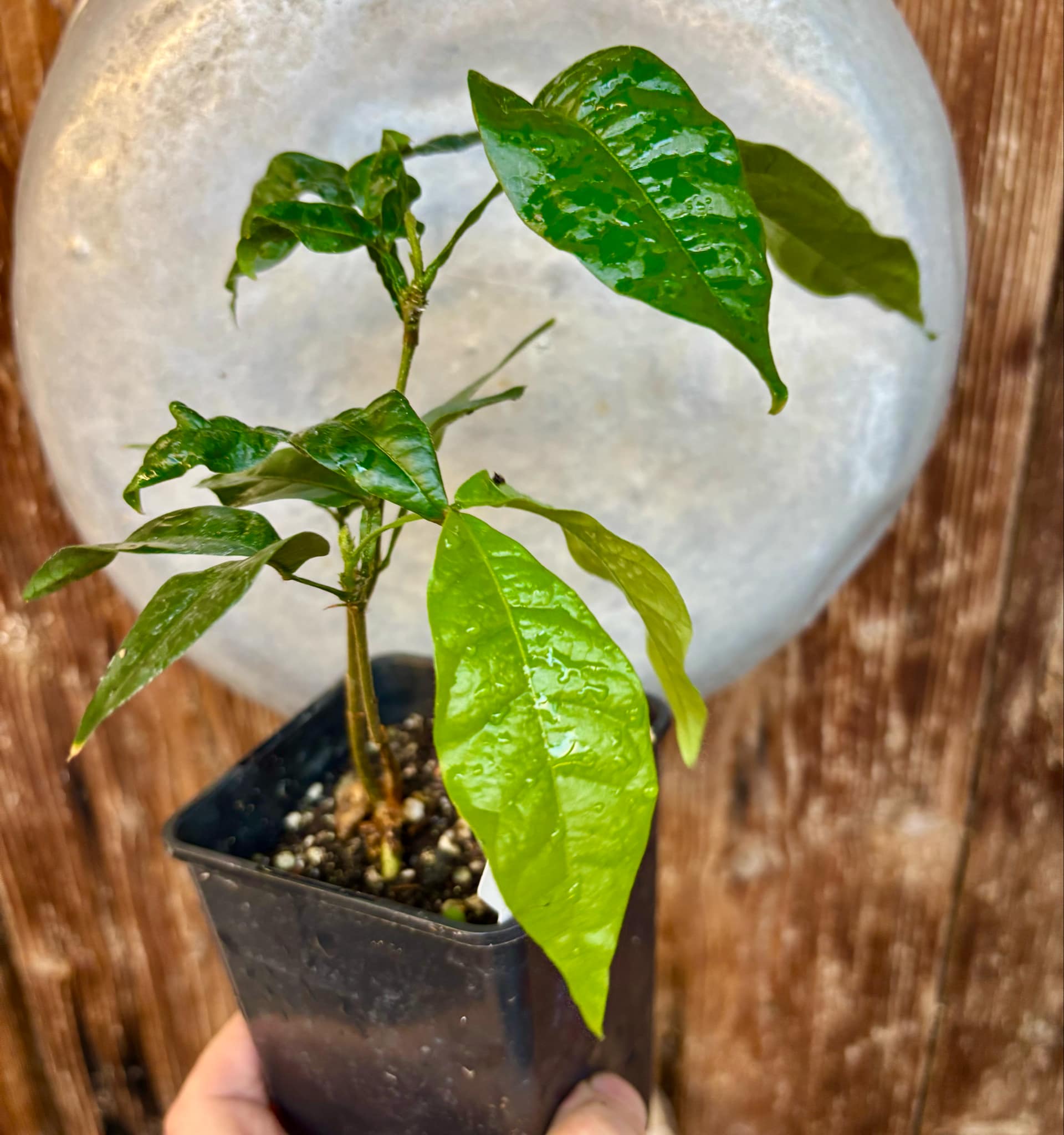 Inga feuilleei - Pacay Ice Cream Bean Nr. 3 - 1 potted plant / 1 getopfte Pflanze Inga feuilleei - Pacay Ice Cream Bean Nr. 3 - 1 potted plant / 1 getopfte Pflanze