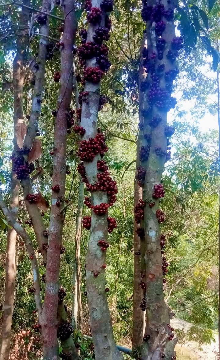 Pre Order - Syzygium rubrocarpum - 1 fresh seed / 1 frischer Samen